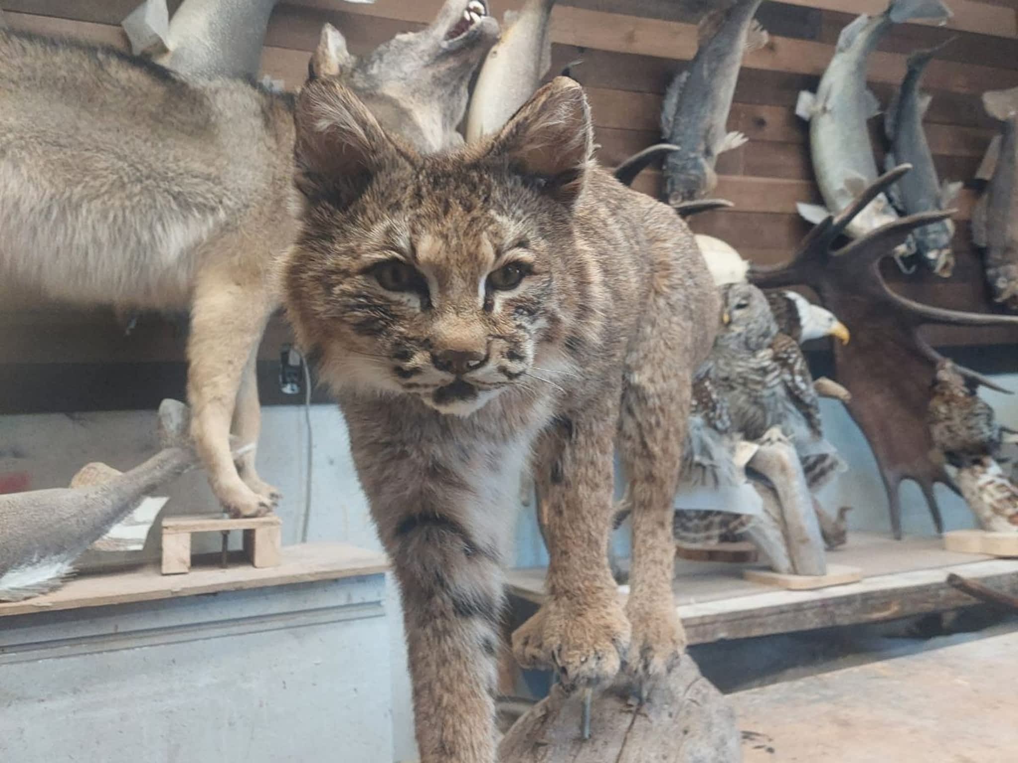 photo Gary Foreman Taxidermy