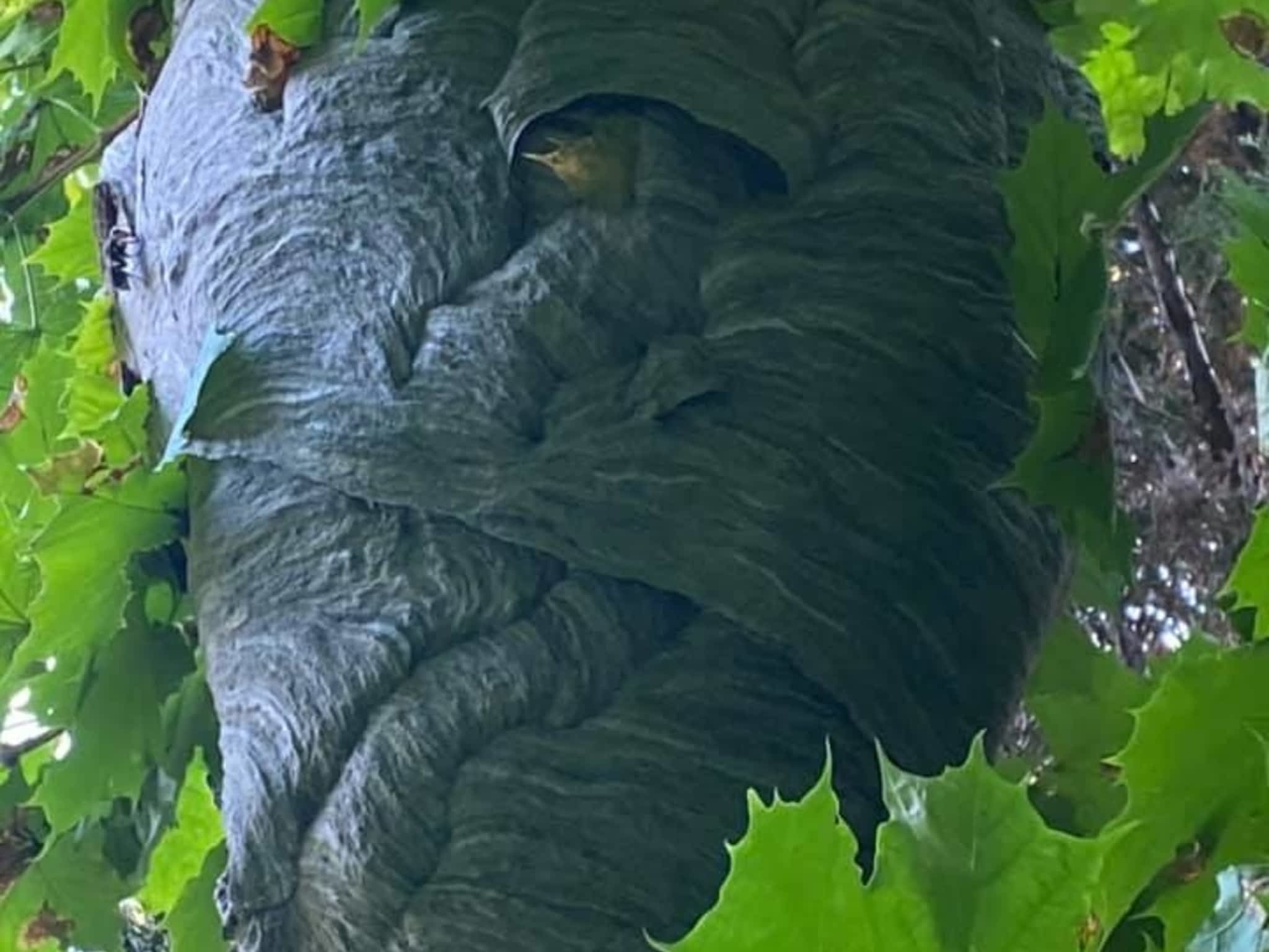 photo Windsor Pest Control