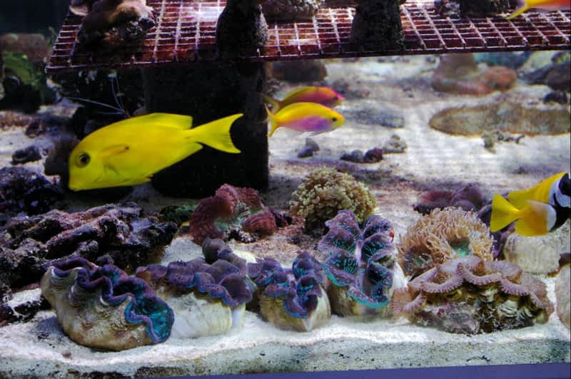 Marinescape Aquarium Ottawa, ON 947 Carling Ave Canpages