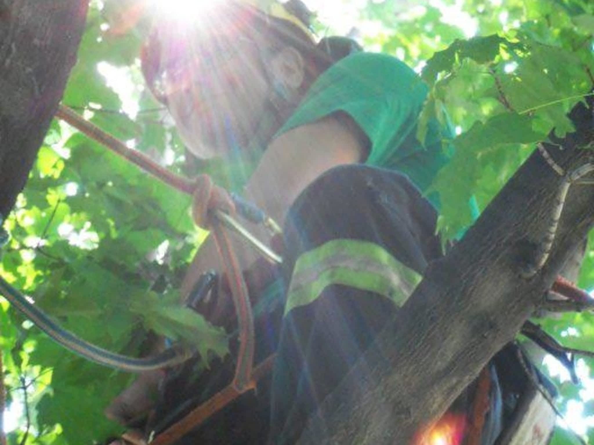 photo Solid Tree Care