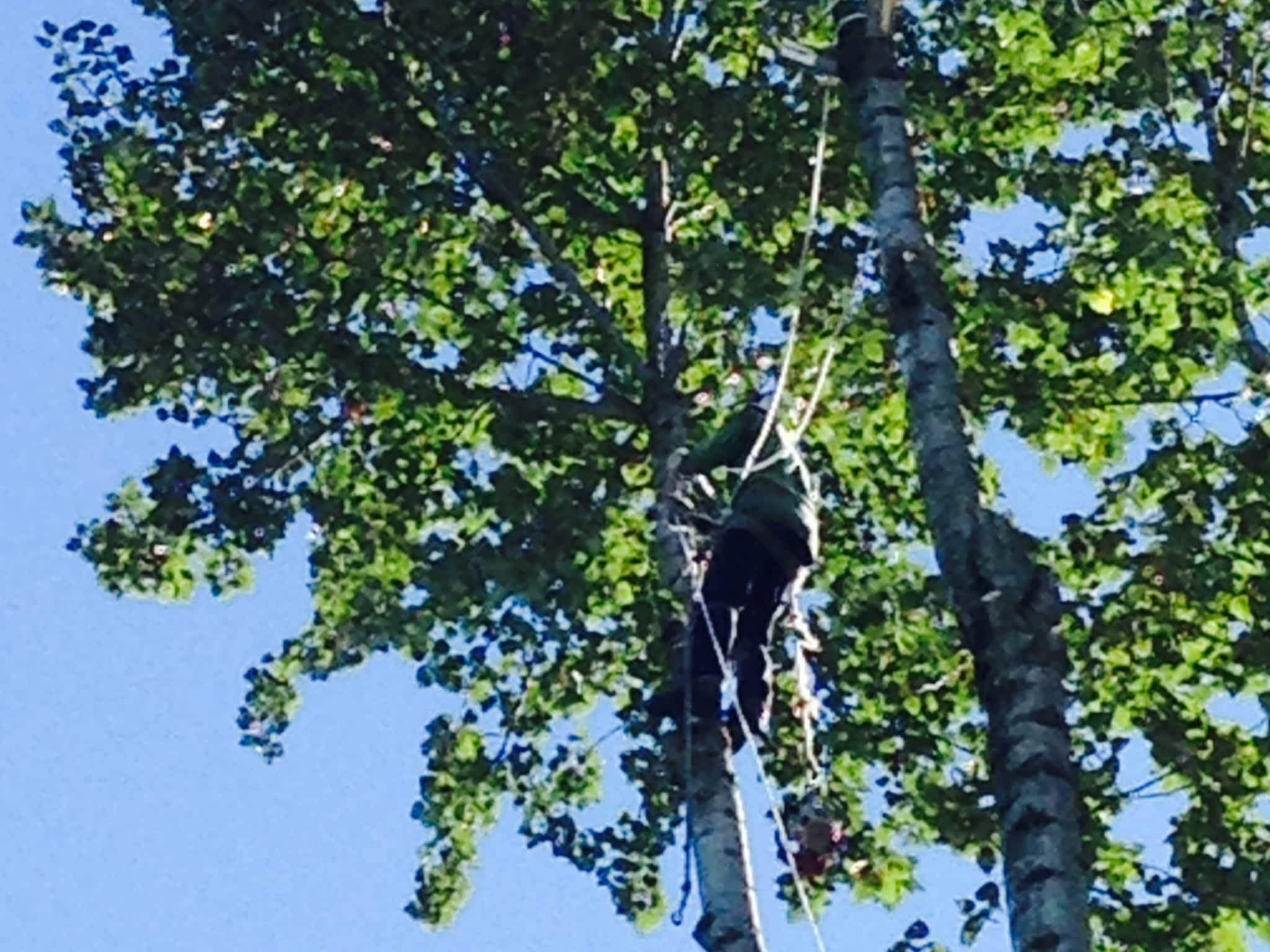 photo Moncton Tree Service