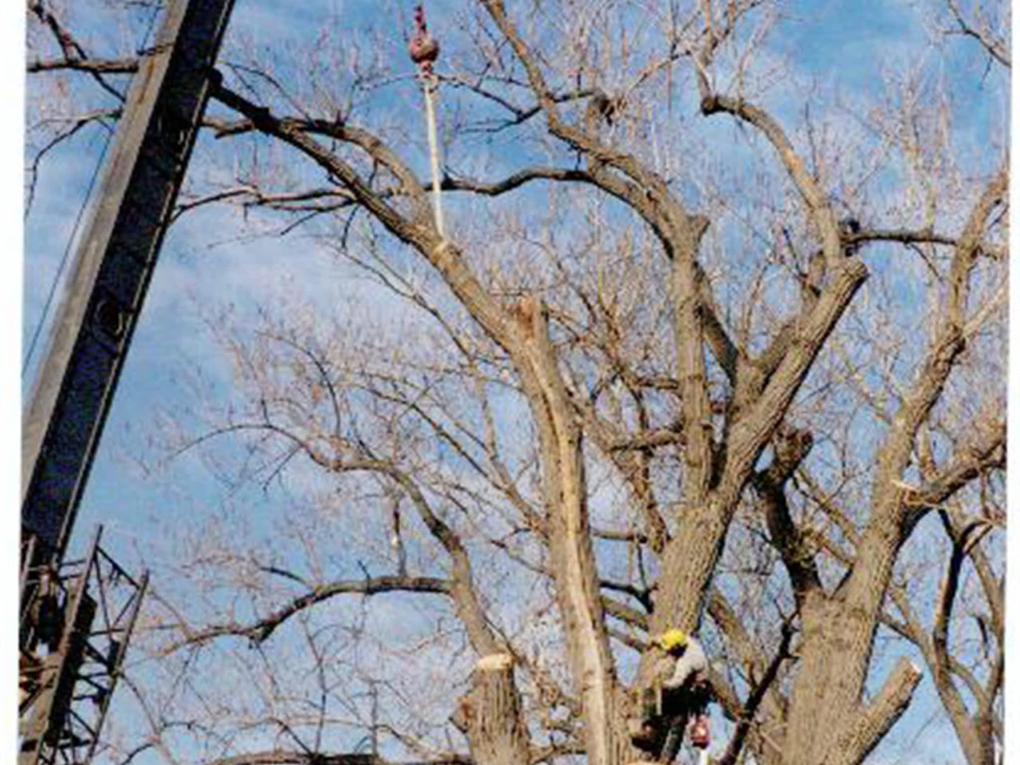 photo Landgraff Tree Service