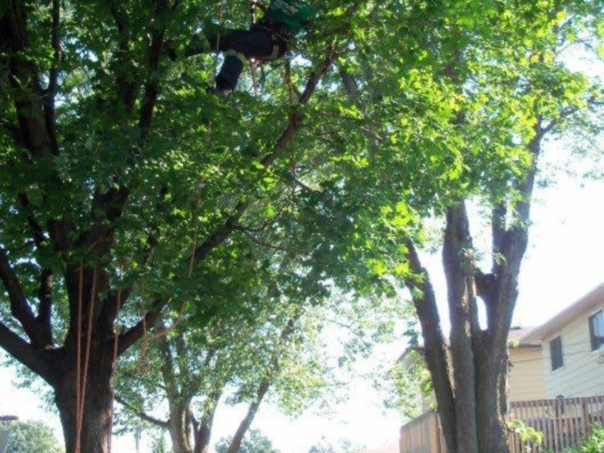 photo Solid Tree Care