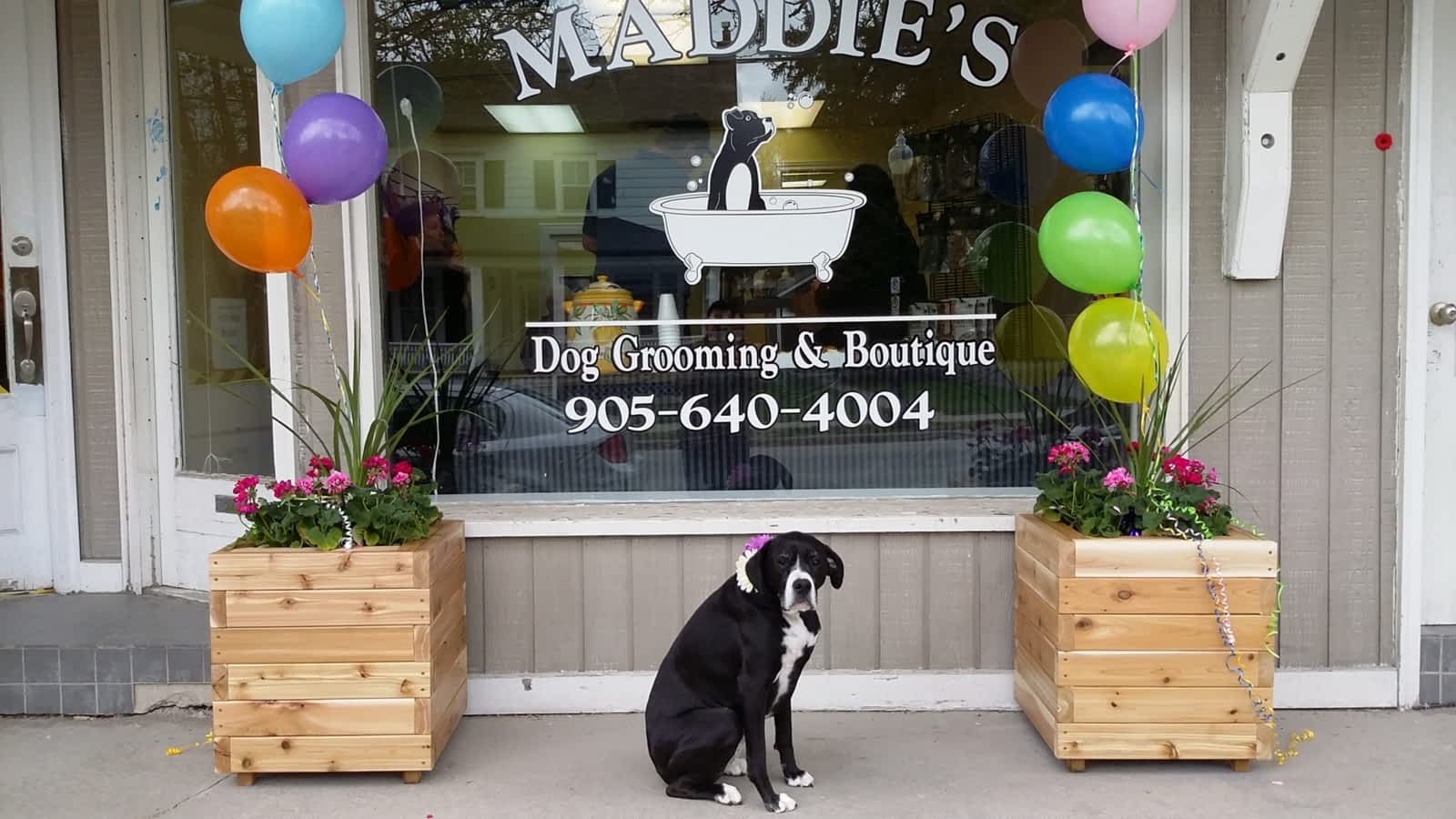 dog grooming boutique