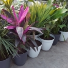 Les Serres F J C Lavoie - Centres du jardin