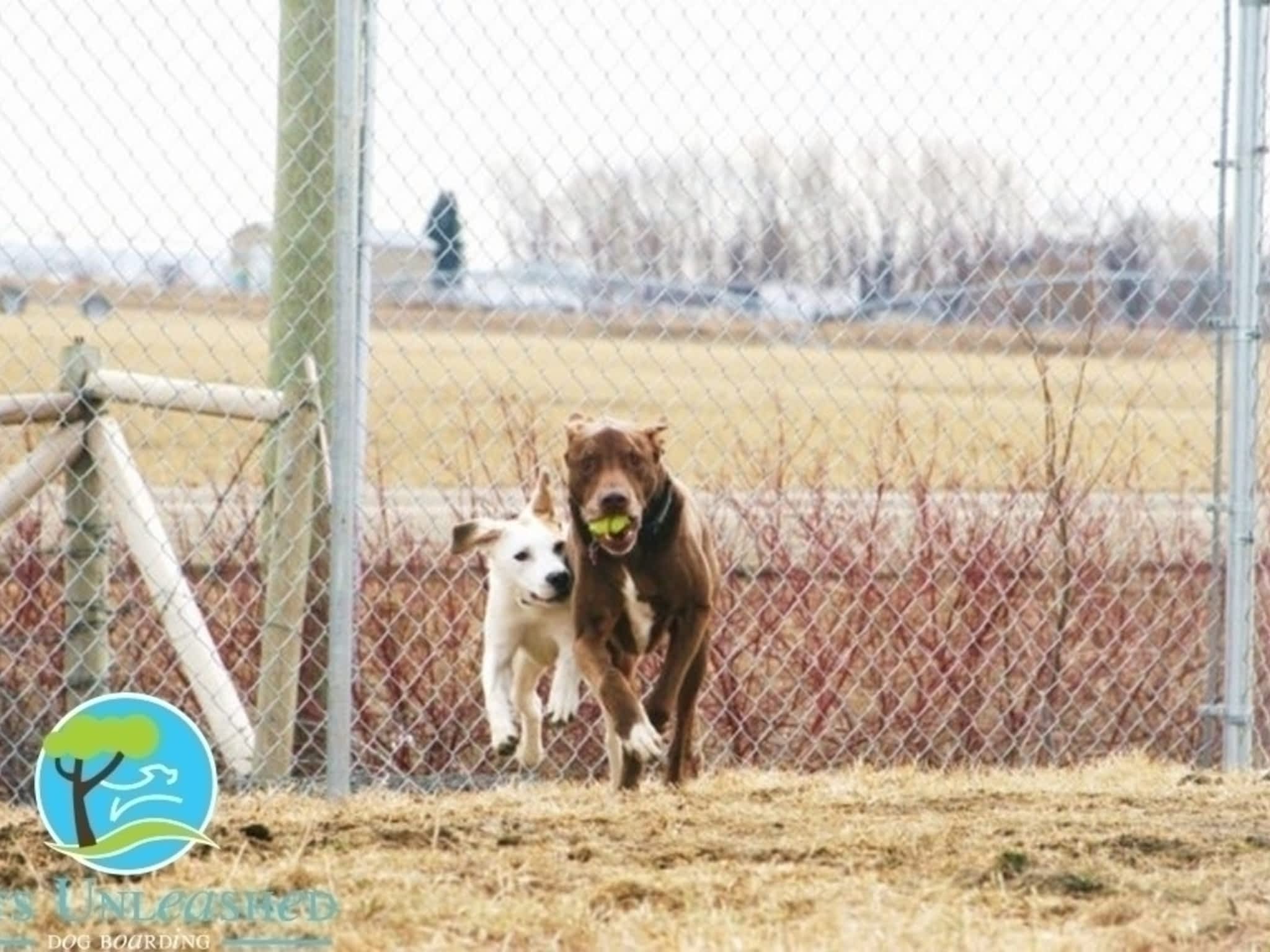 photo Pets Unleashed