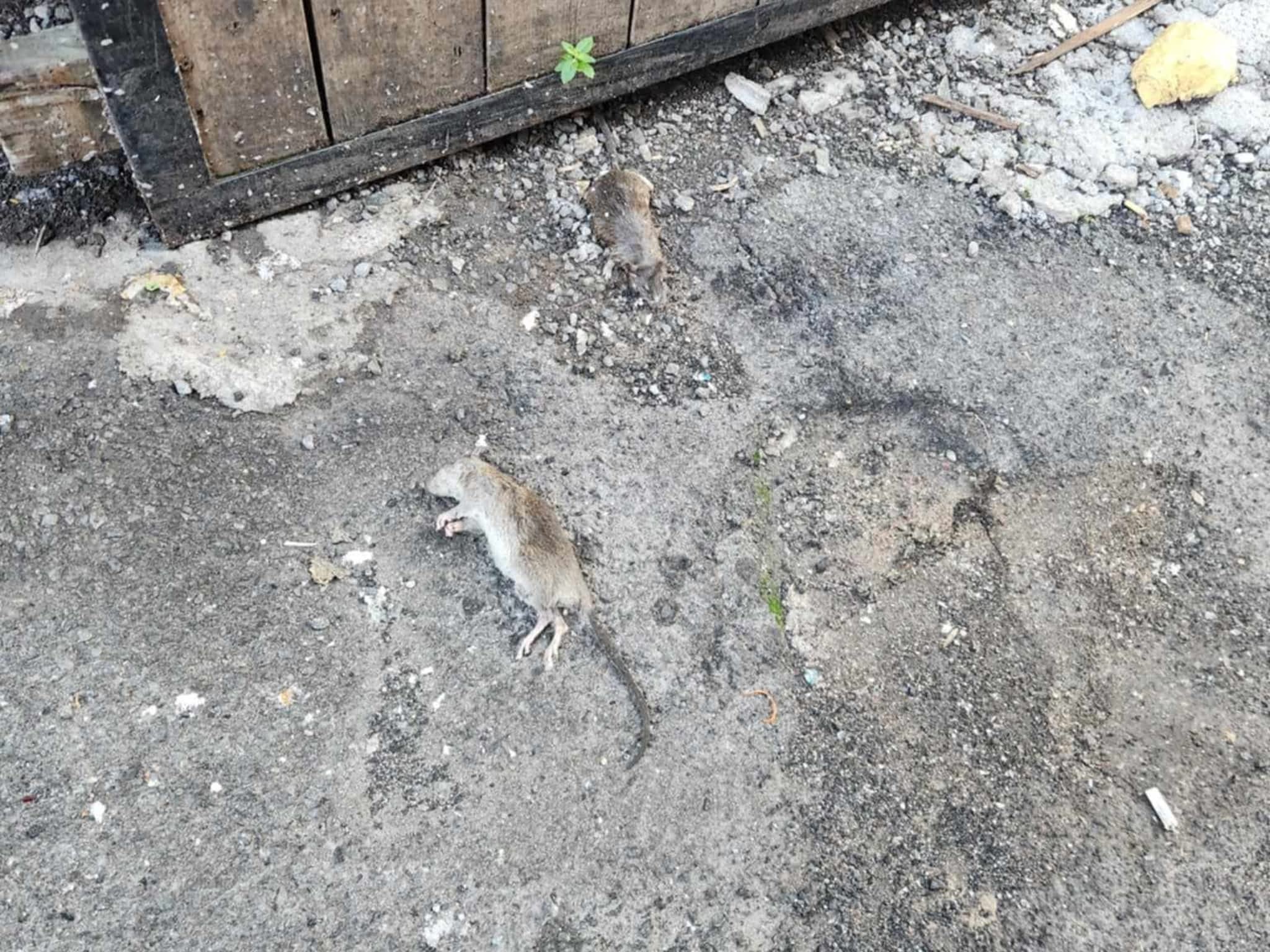 photo D Solution Extermination