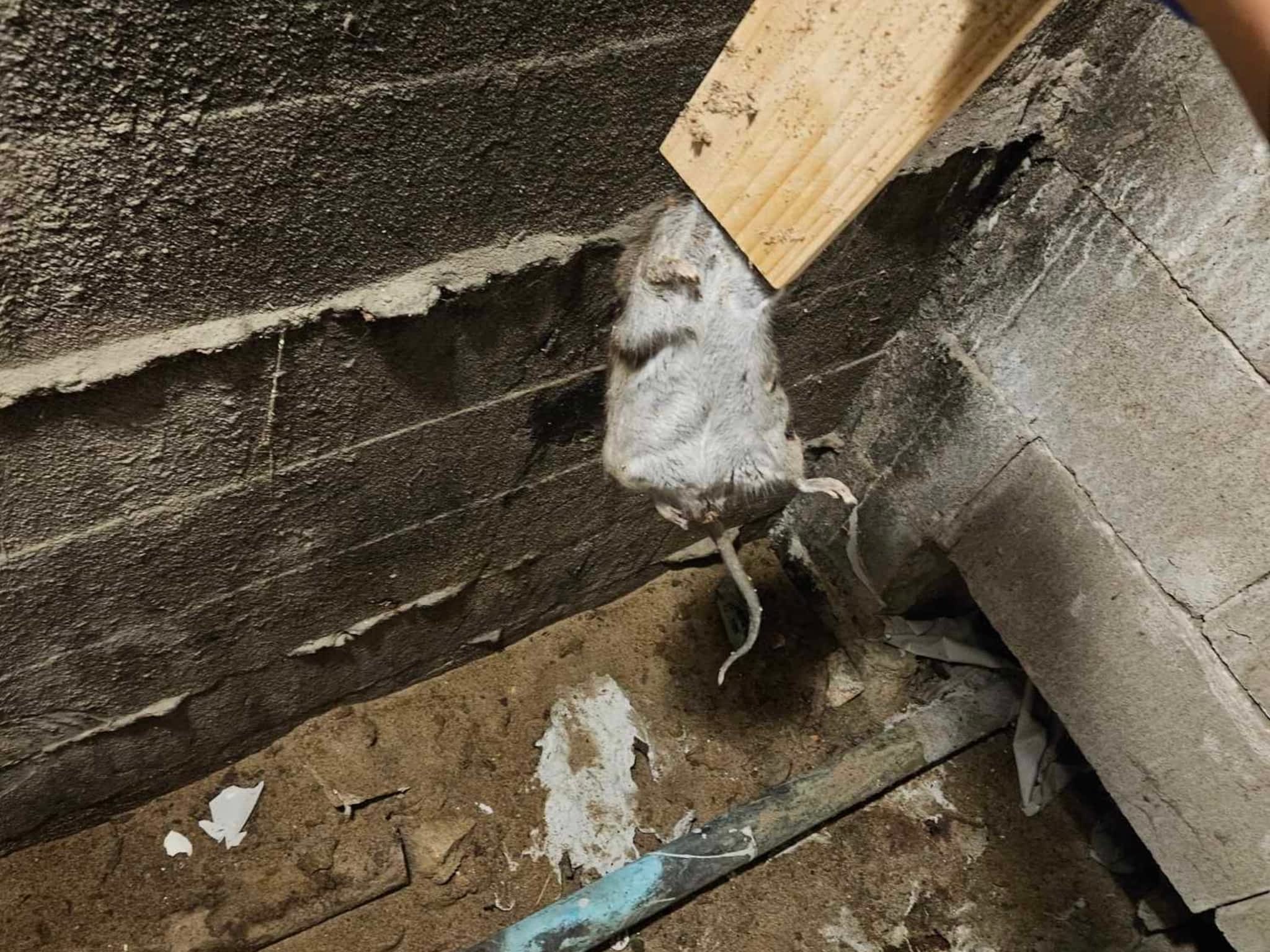 photo D Solution Extermination