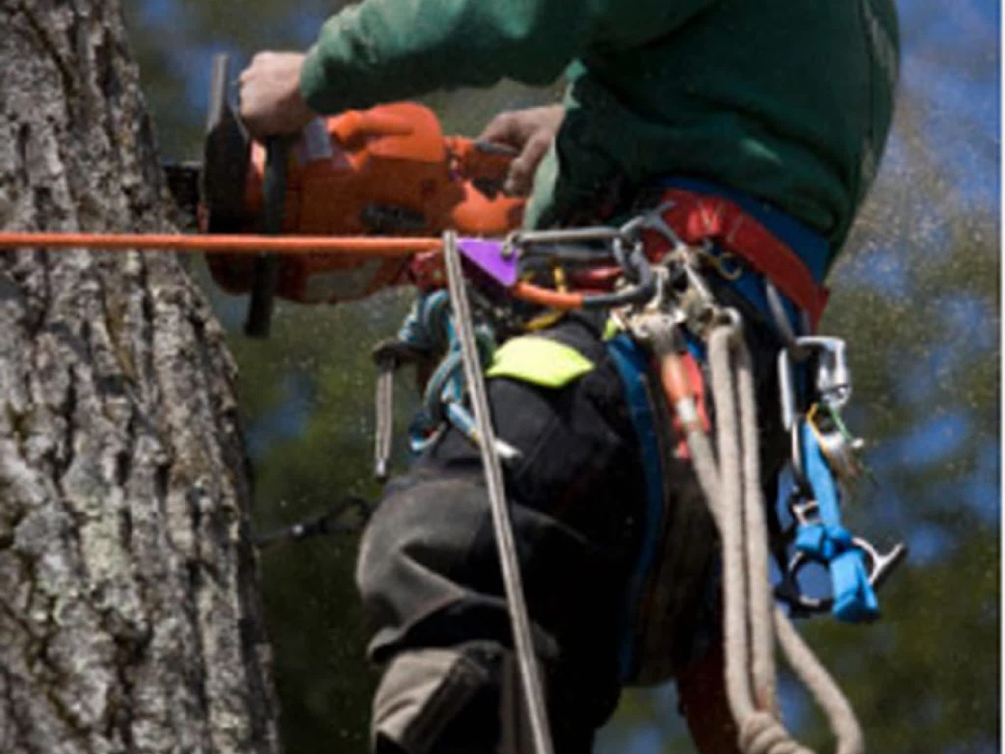 photo Absolute Tree Solutions