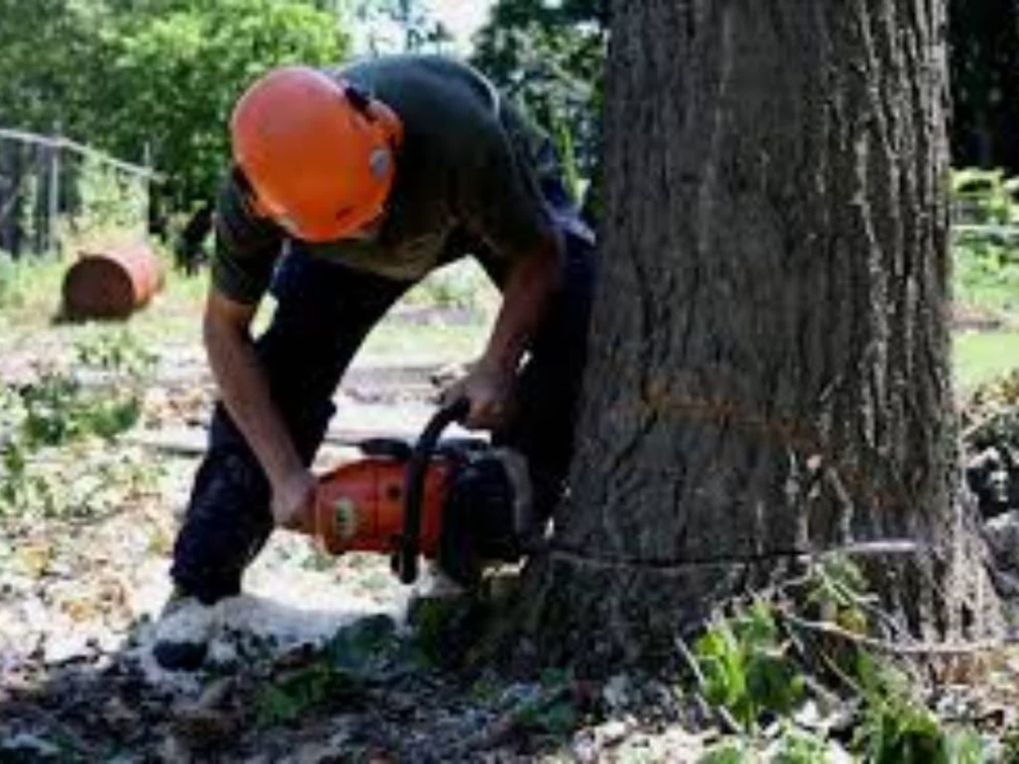photo Ray's Tree Removal