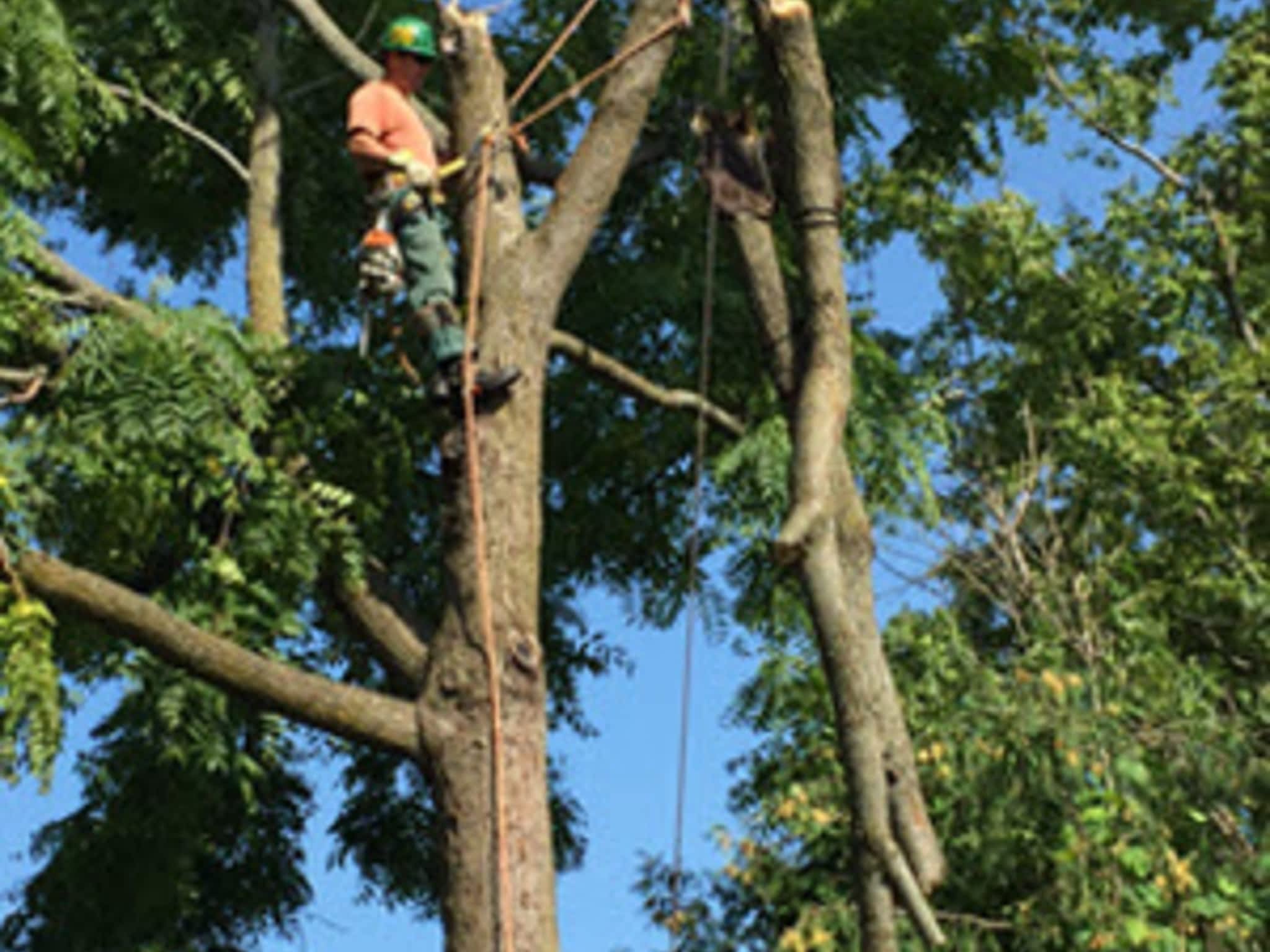 photo O'Brien tree services