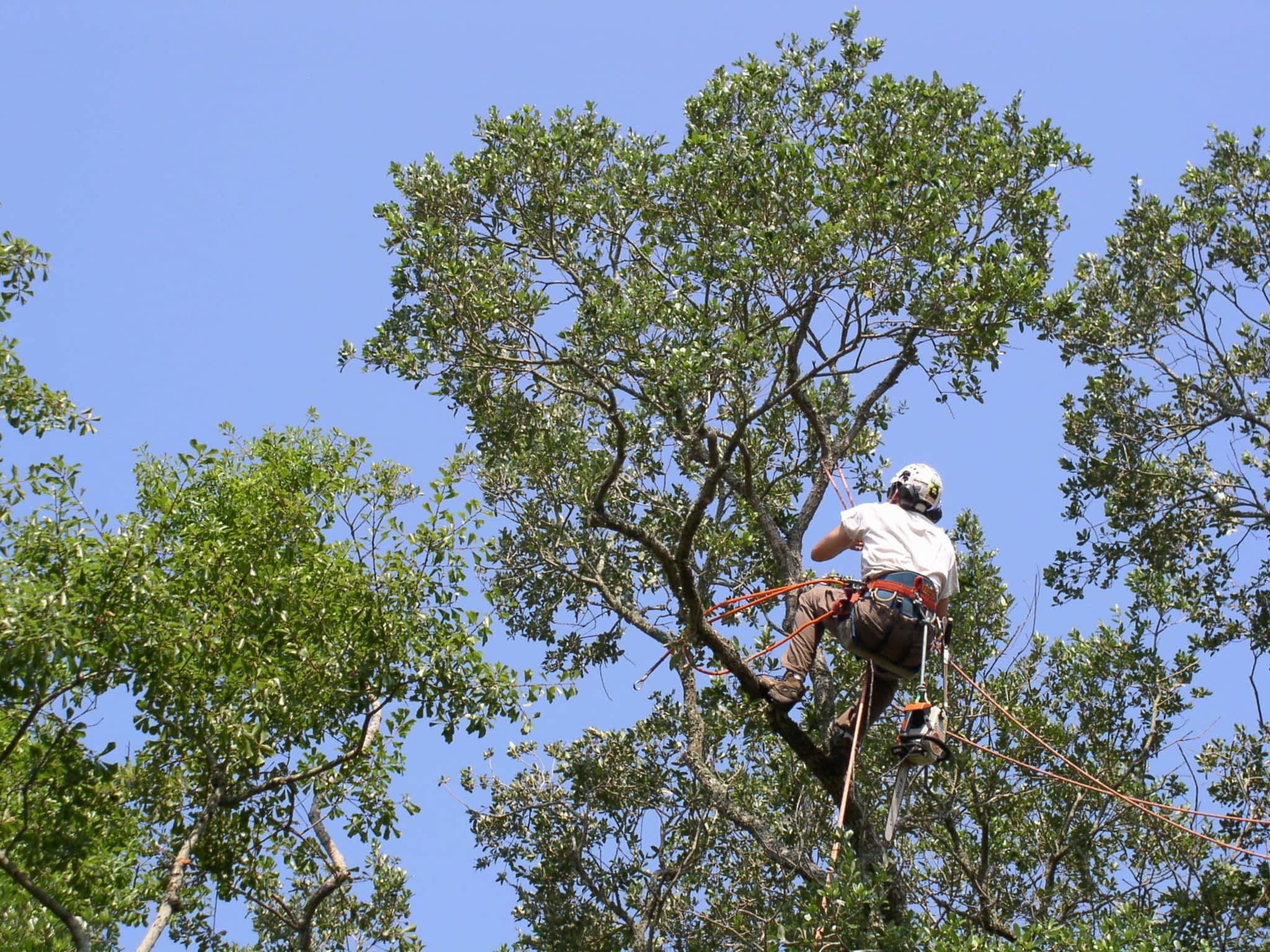 photo Calgary Tree Services Ltd