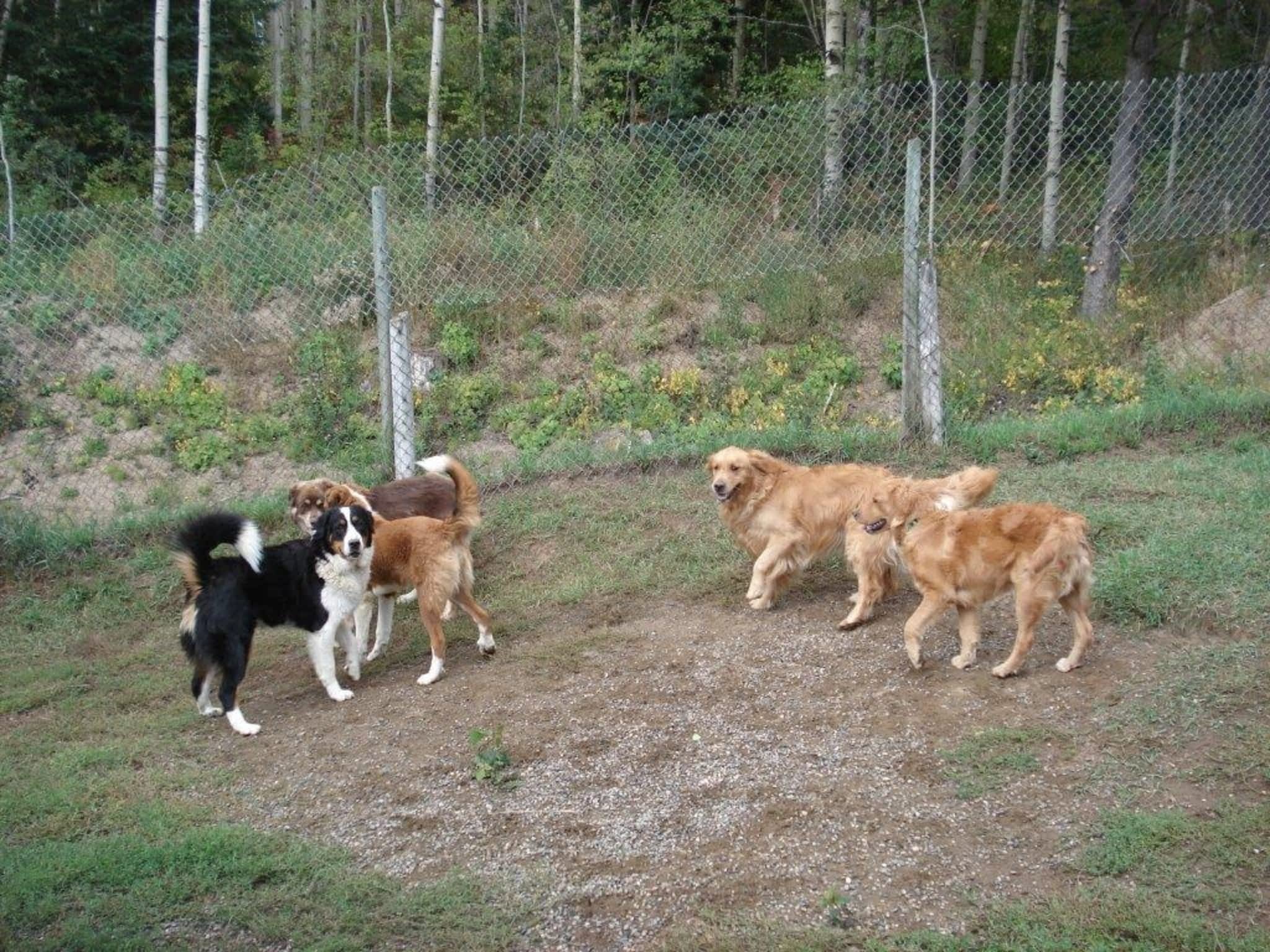 Mackye Kennels Prince BC 7955 Old Summit Lake Rd Canpages