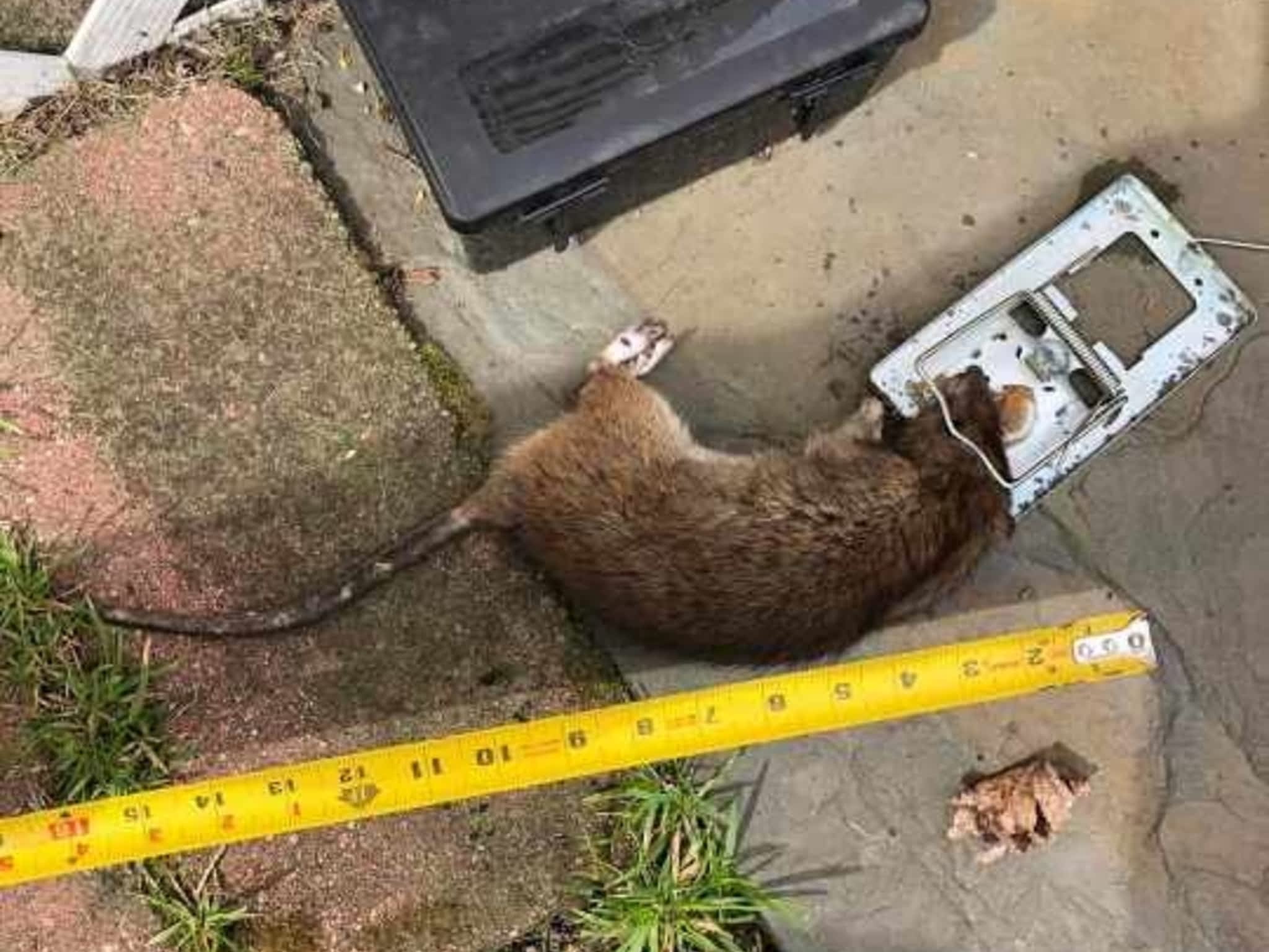 photo D Solution Extermination