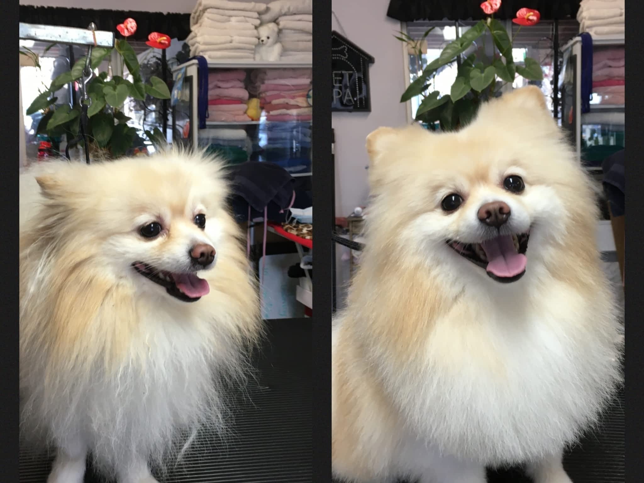 photo Wizard Of Paws Dog Grooming Salon
