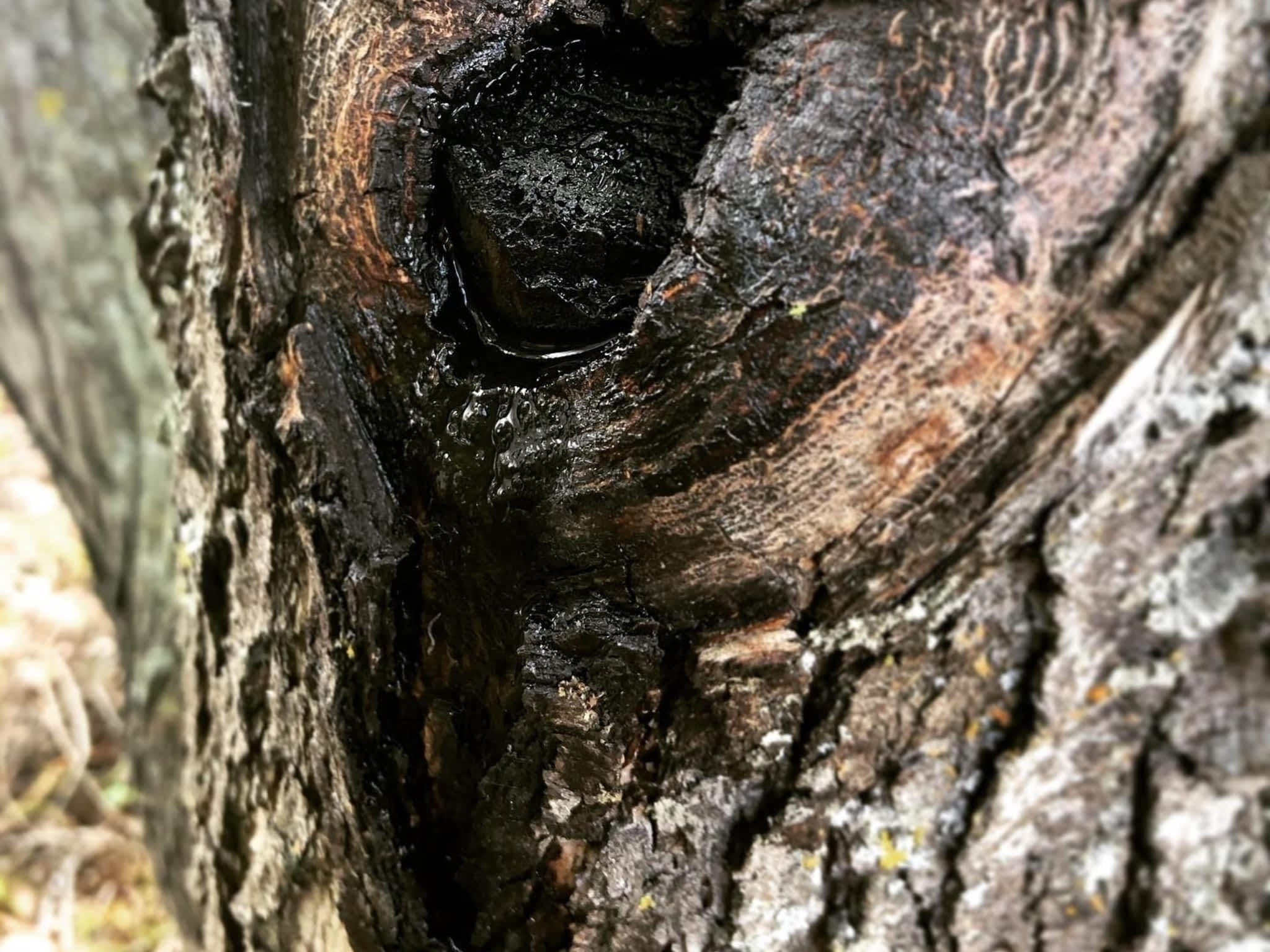 photo Elevated Tree Removal