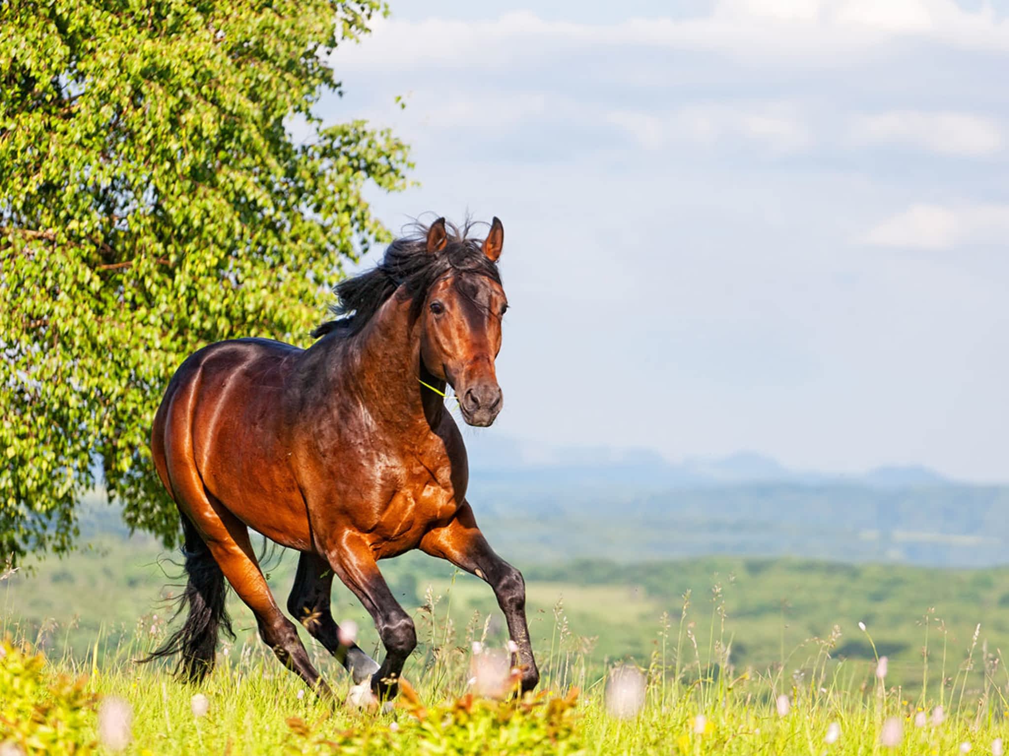 Purity Feed Farm & Garden Centre Kamloops, BC 471 Okanagan Way