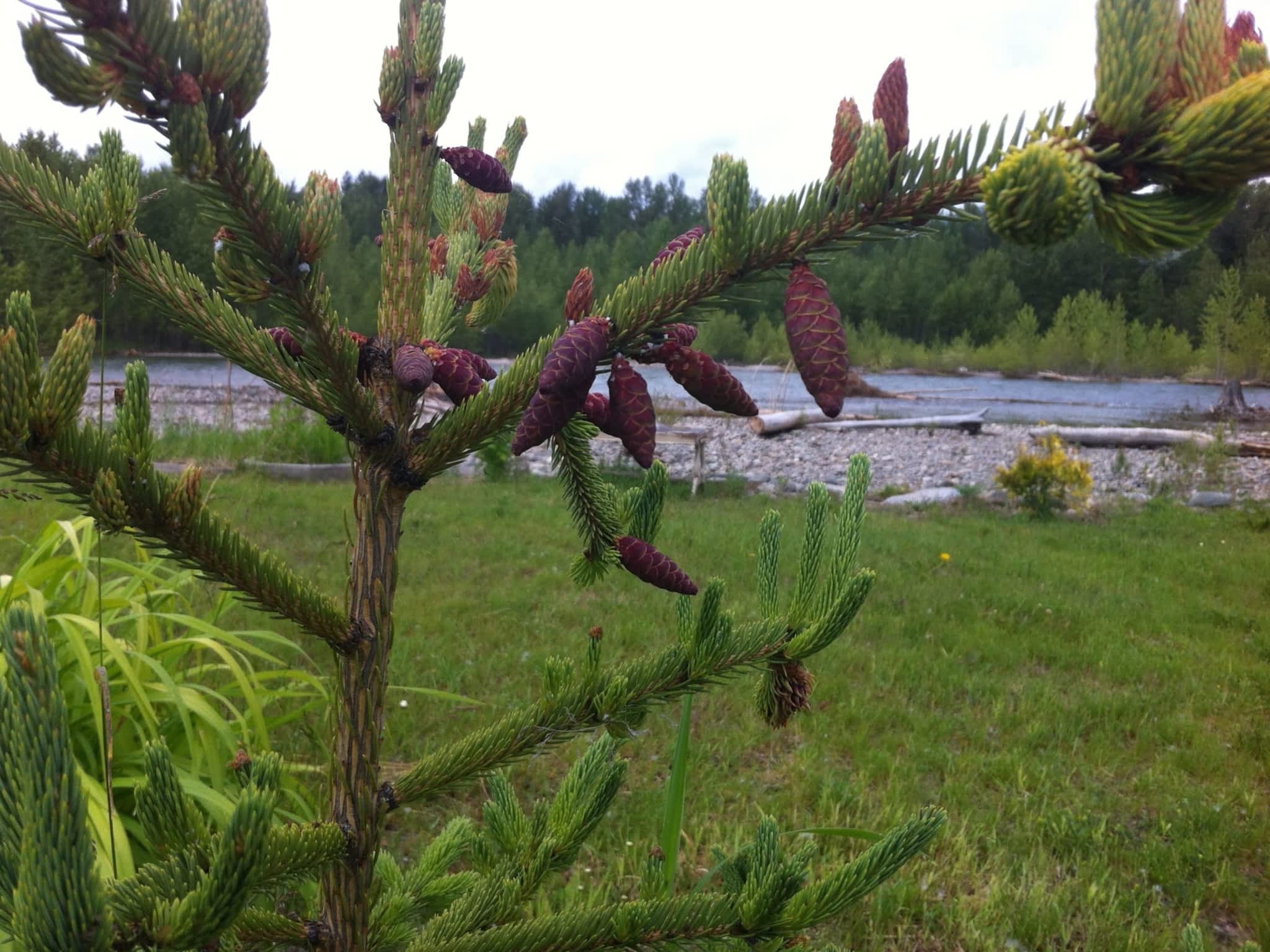 photo Boreal Forest Apothecaries