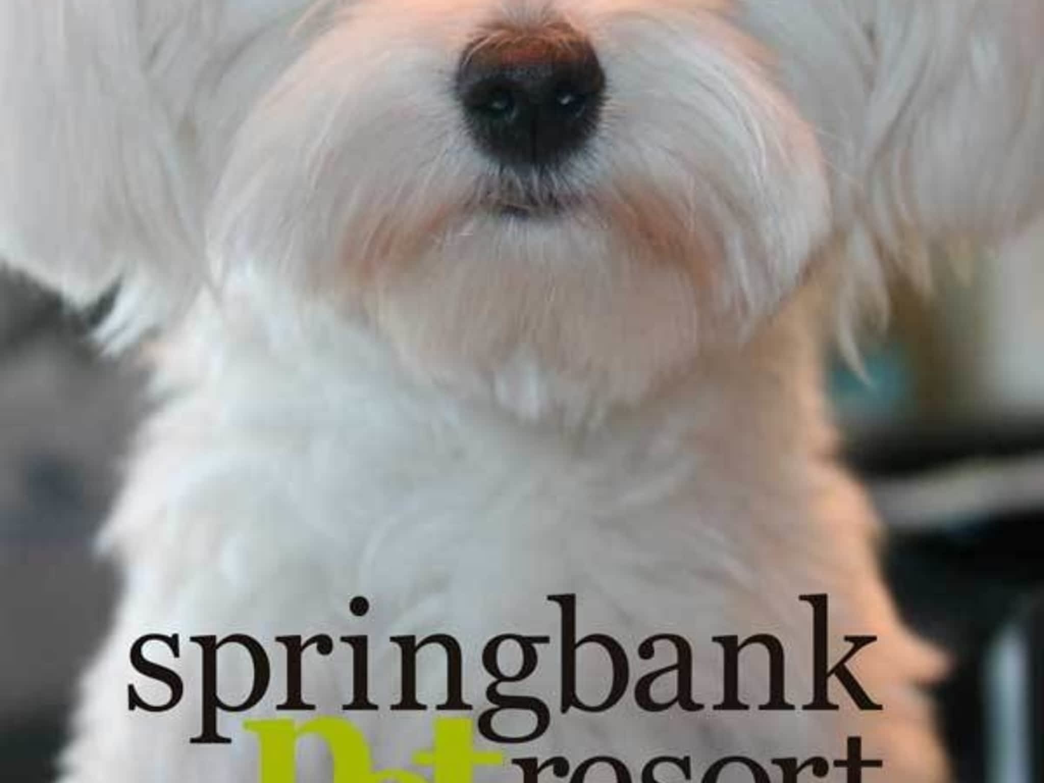 photo Springbank Pet Resort