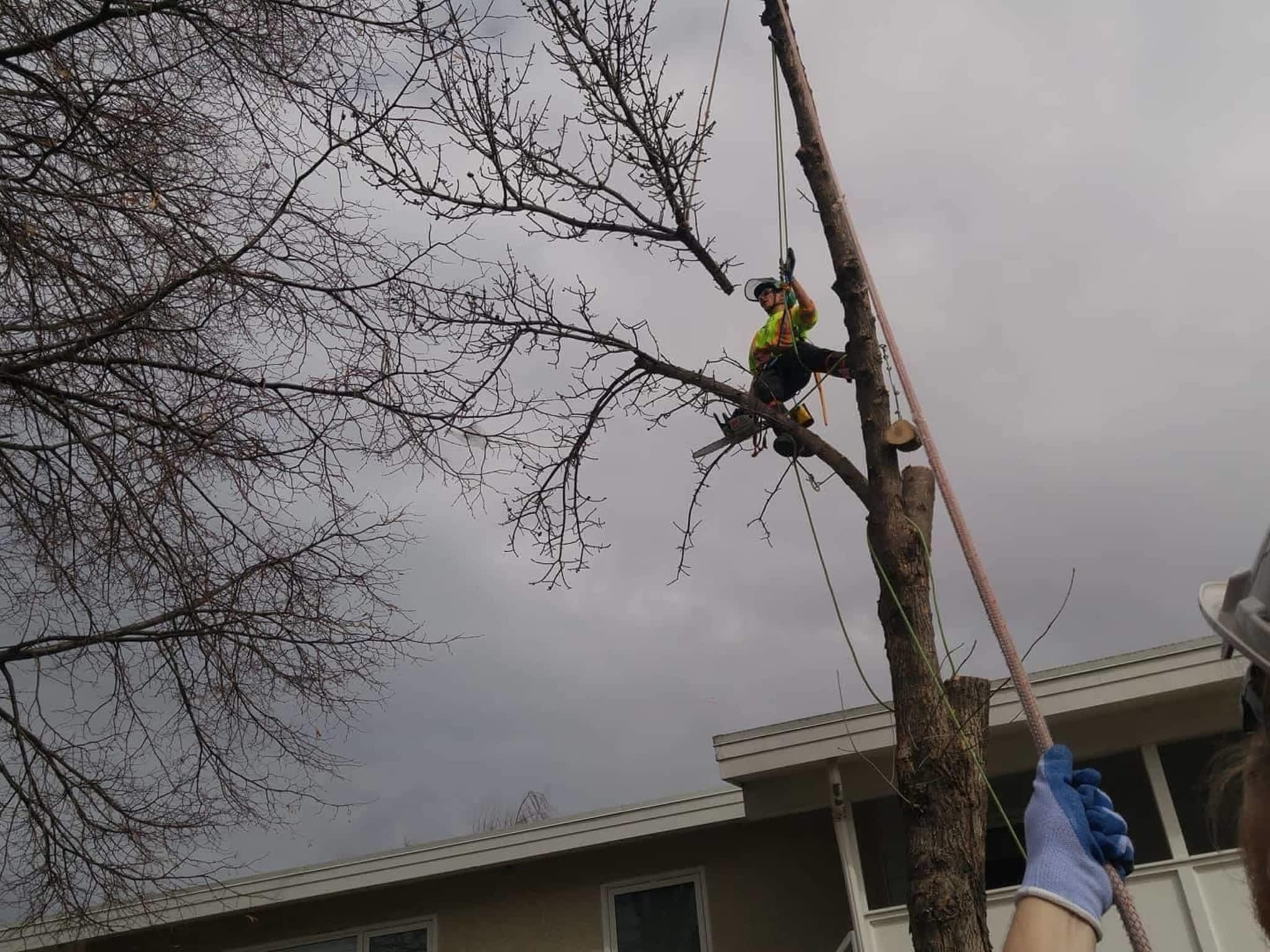 photo Second Nature Tree Care