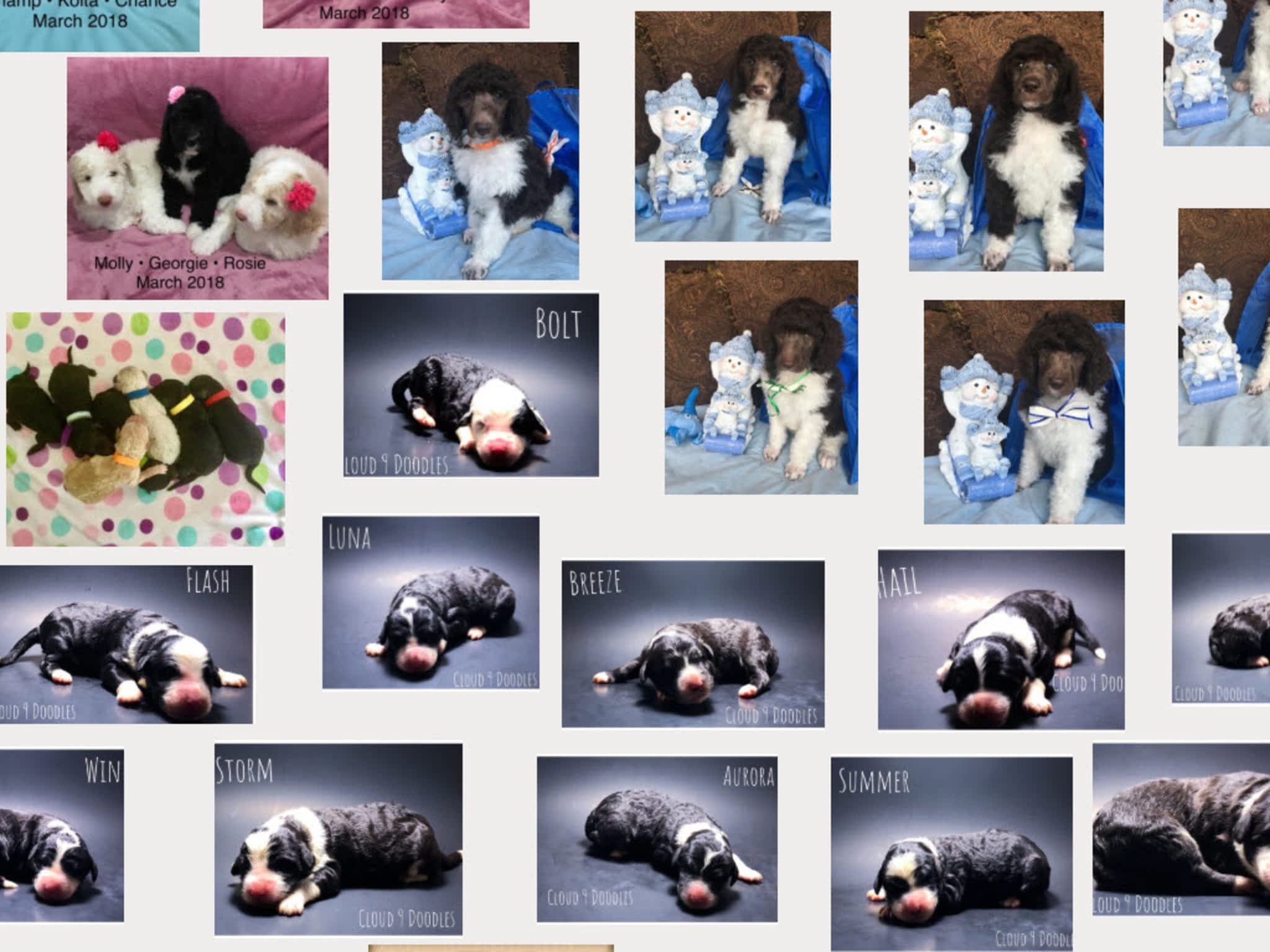 photo Poodle Stud Services