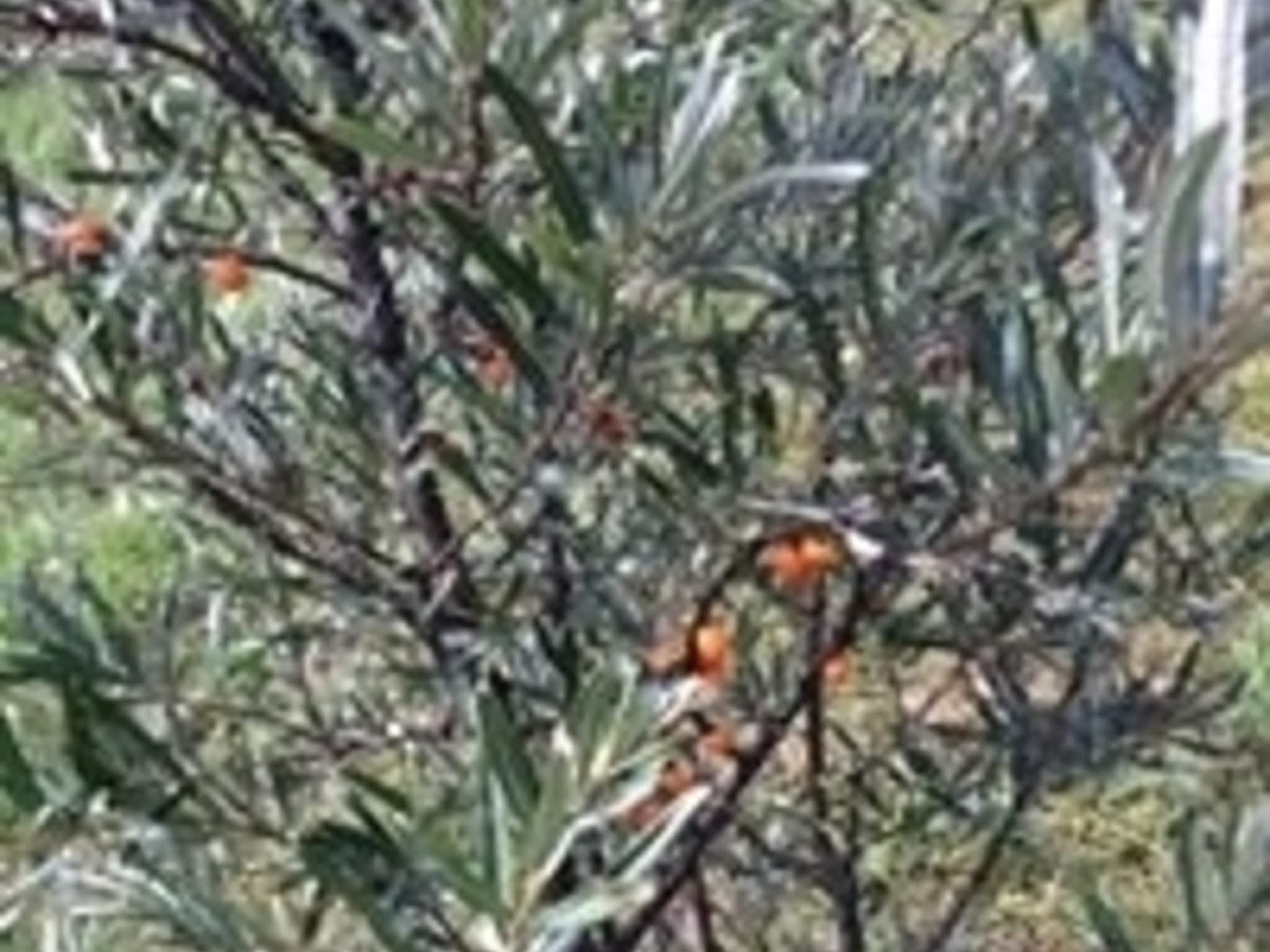 photo Labelle & L'Argousier