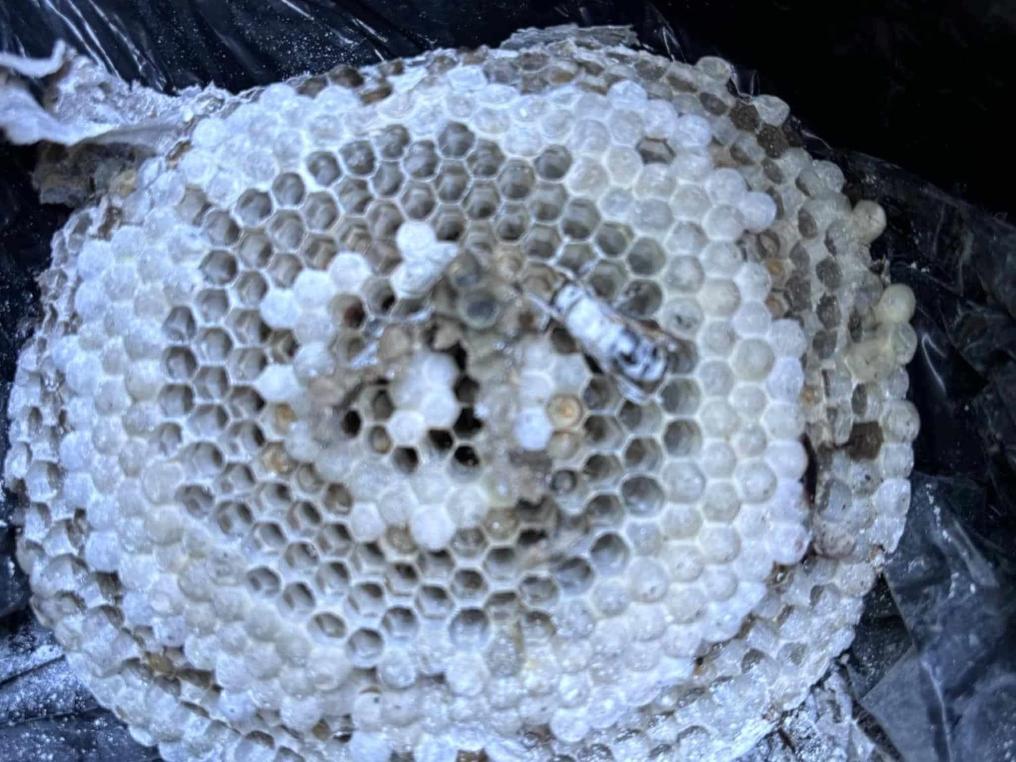 photo D Solution Extermination