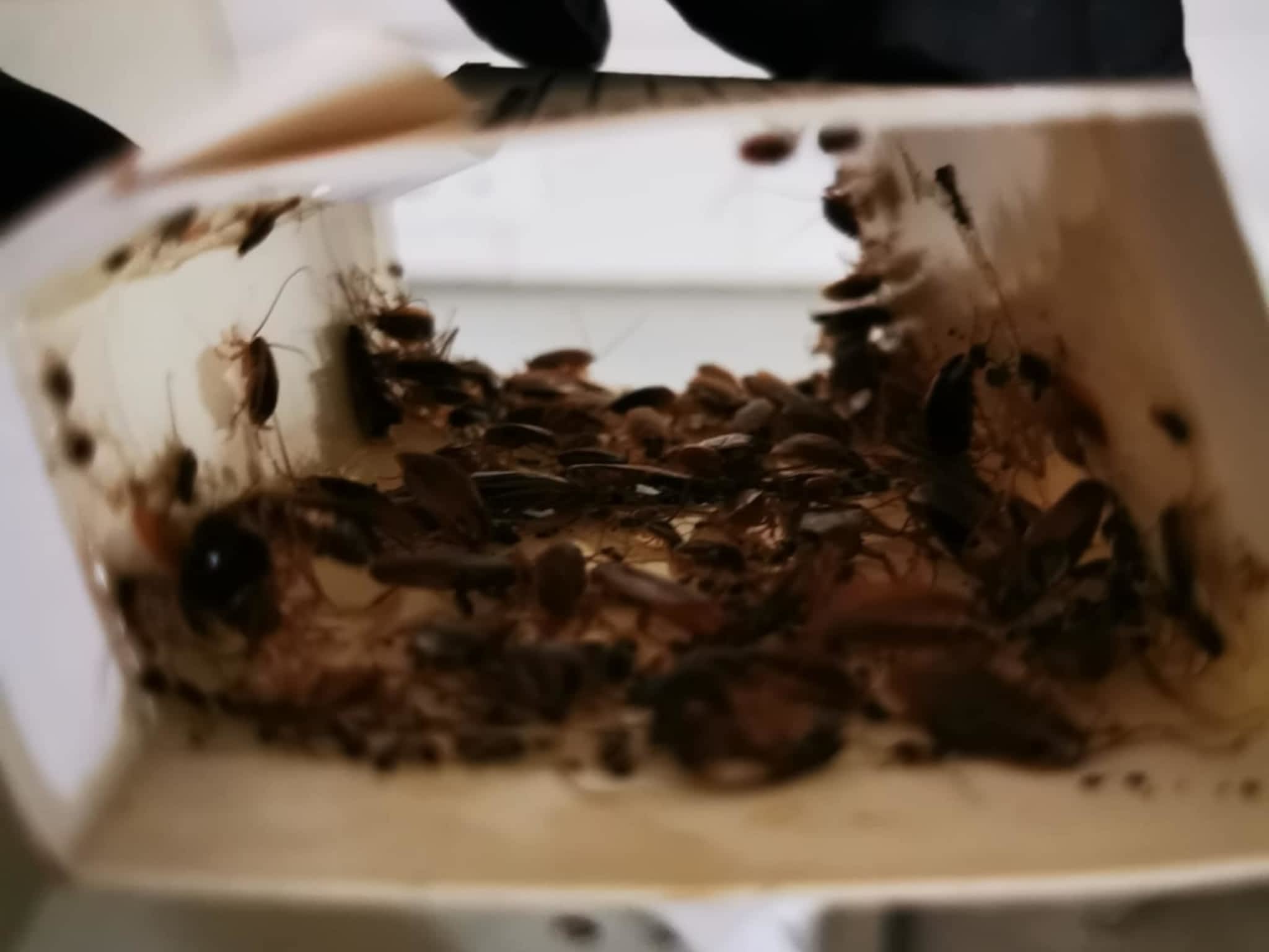 photo D Solution Extermination