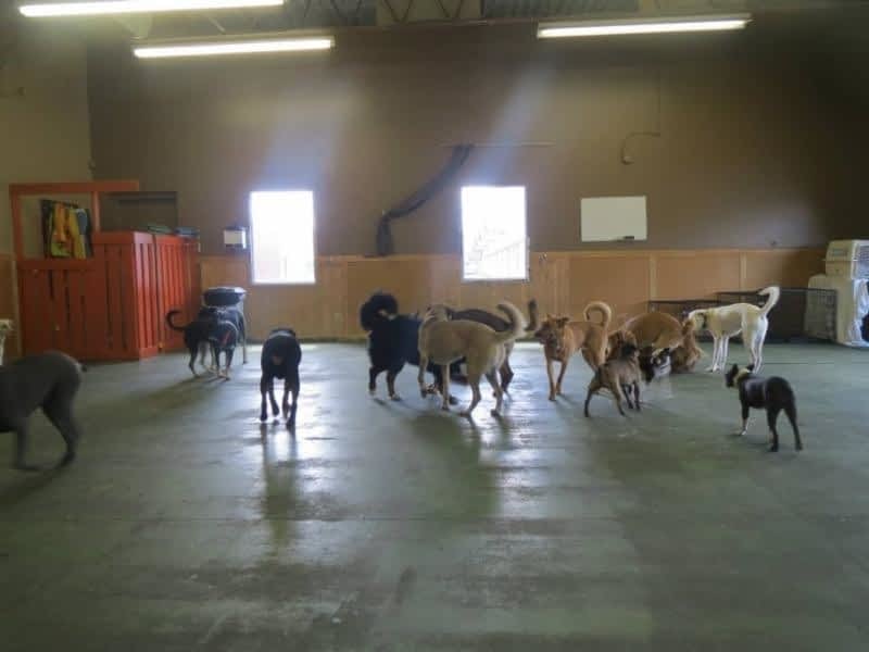 Sprocketts doggy sale daycare