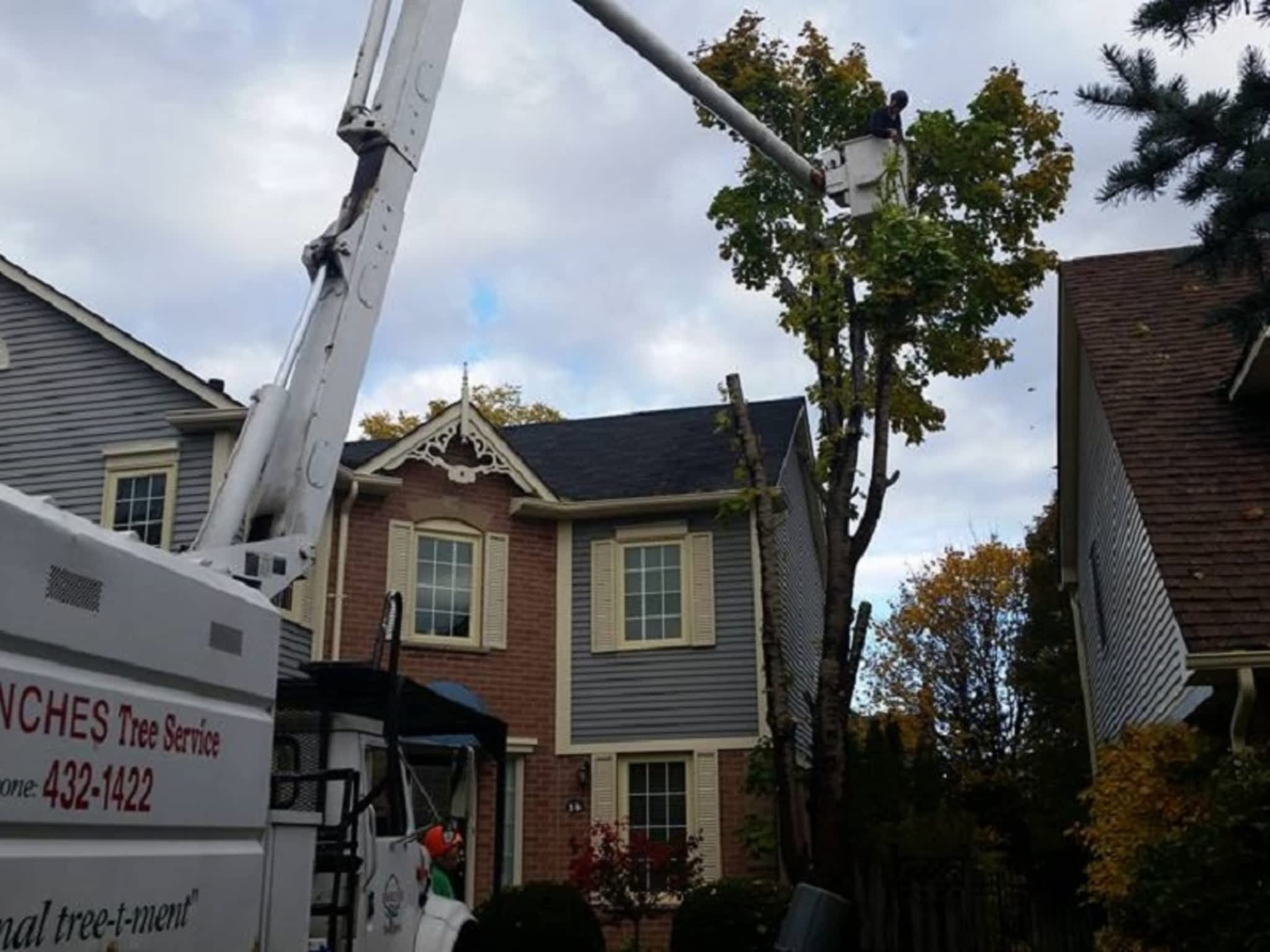 photo Branches Tree Service