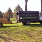 Forest Glade Tree Experts Ltd - Tree Service