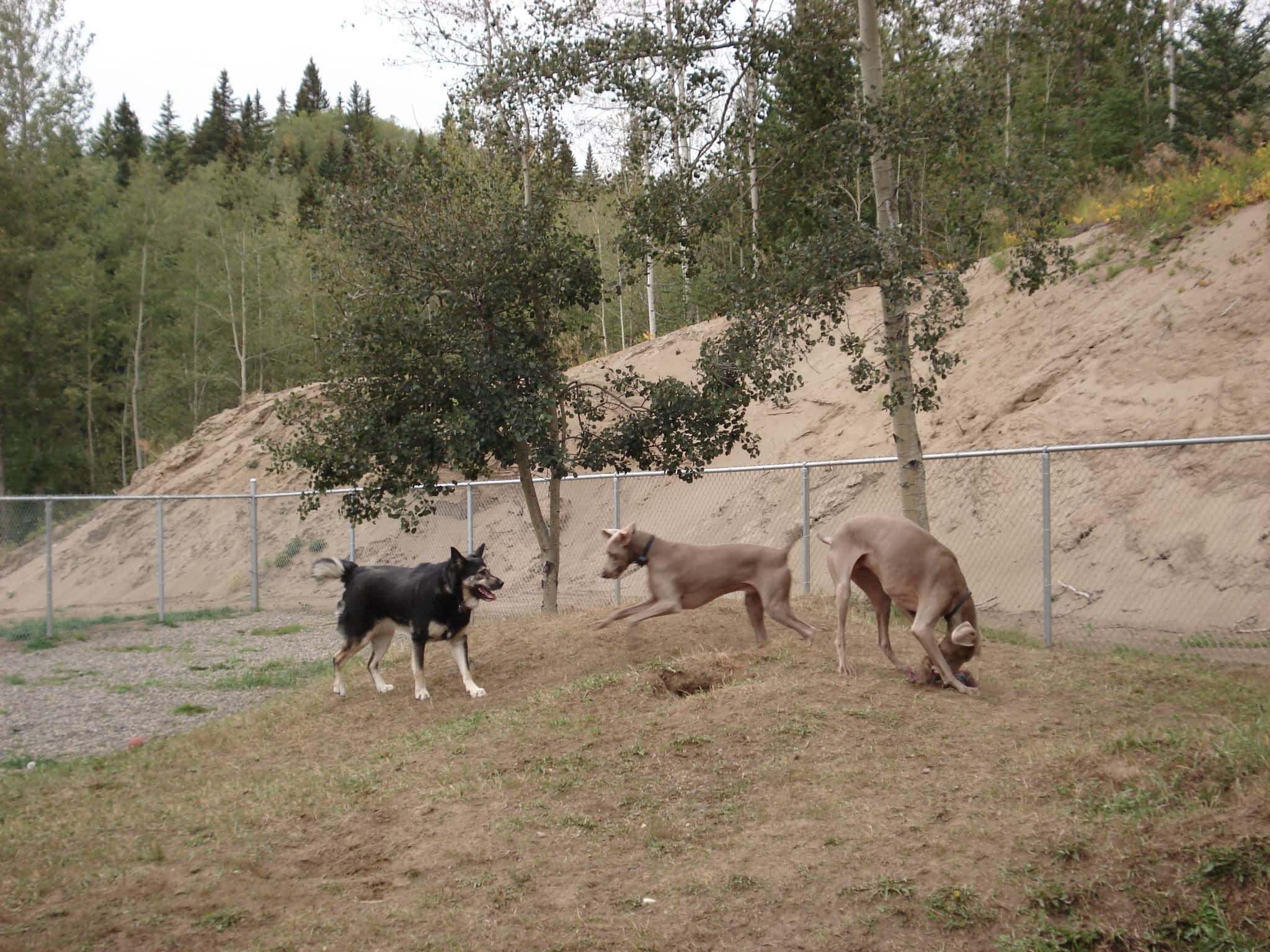 Mackye Kennels Prince BC 7955 Old Summit Lake Rd Canpages