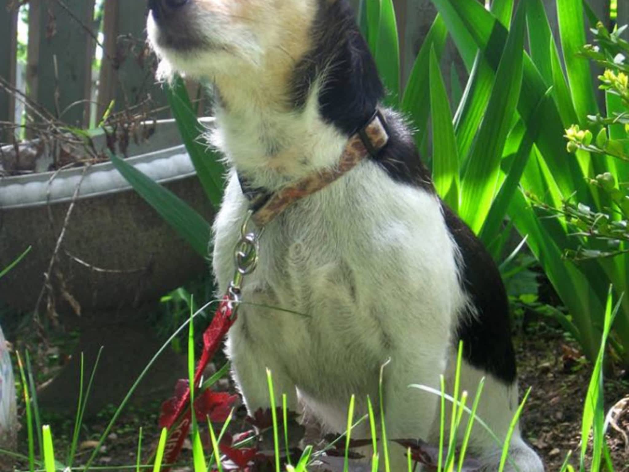 photo Pawsitive Balance