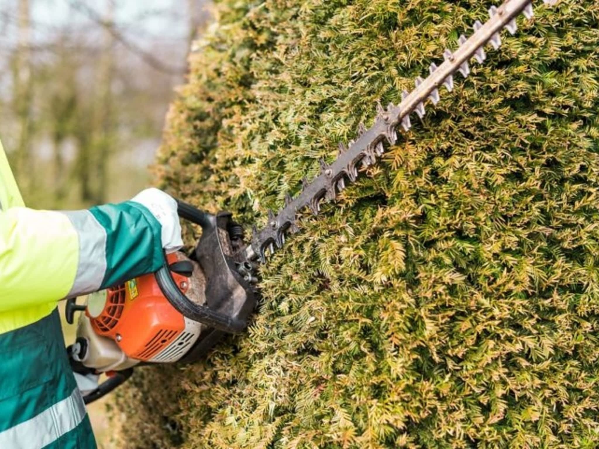 photo Cèdre Esthetique