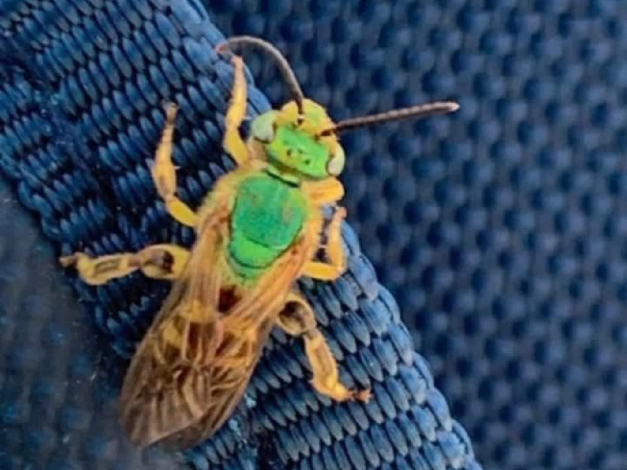 photo D Solution Extermination