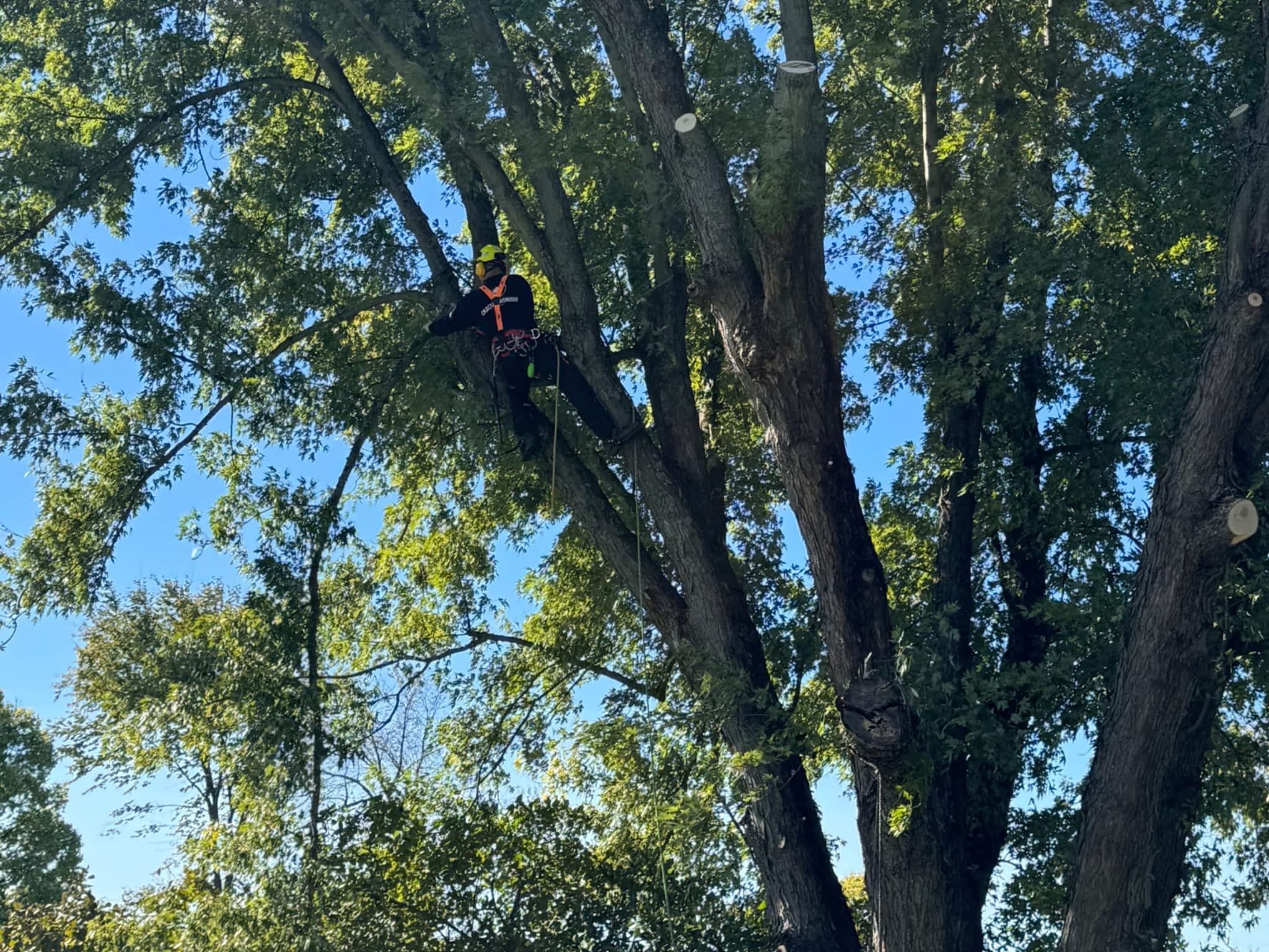 photo M. W. Tree Services