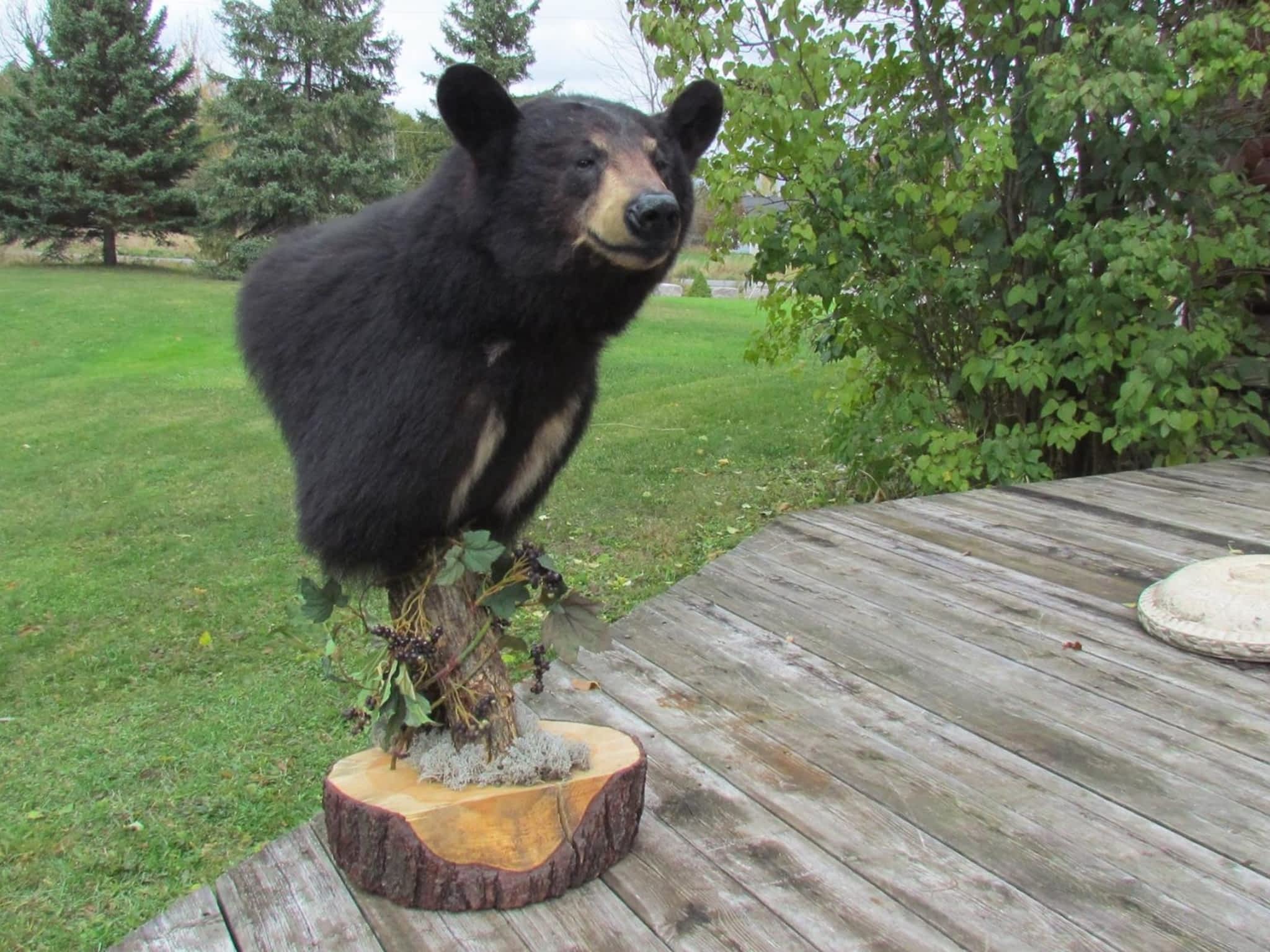 photo Andrew's Taxidermy Studio