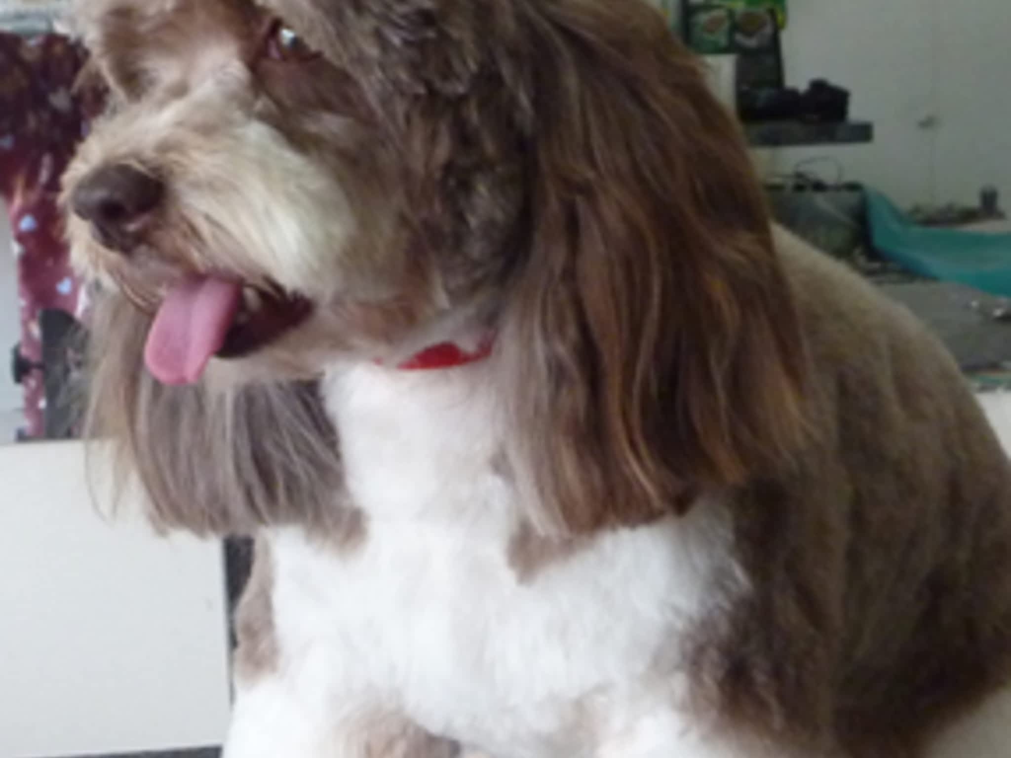 photo Thoughtful Paws