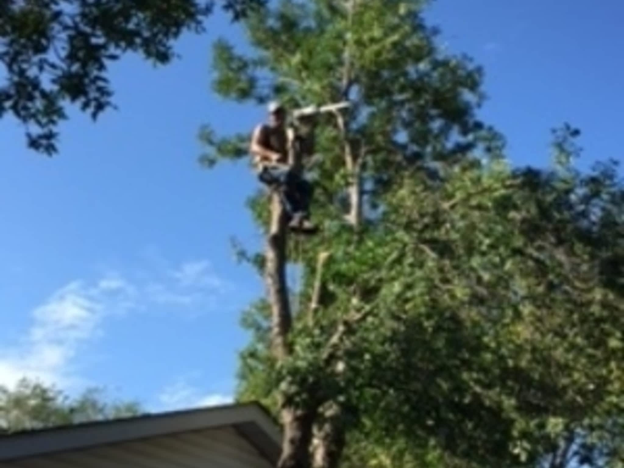 photo CarLen Tree Service