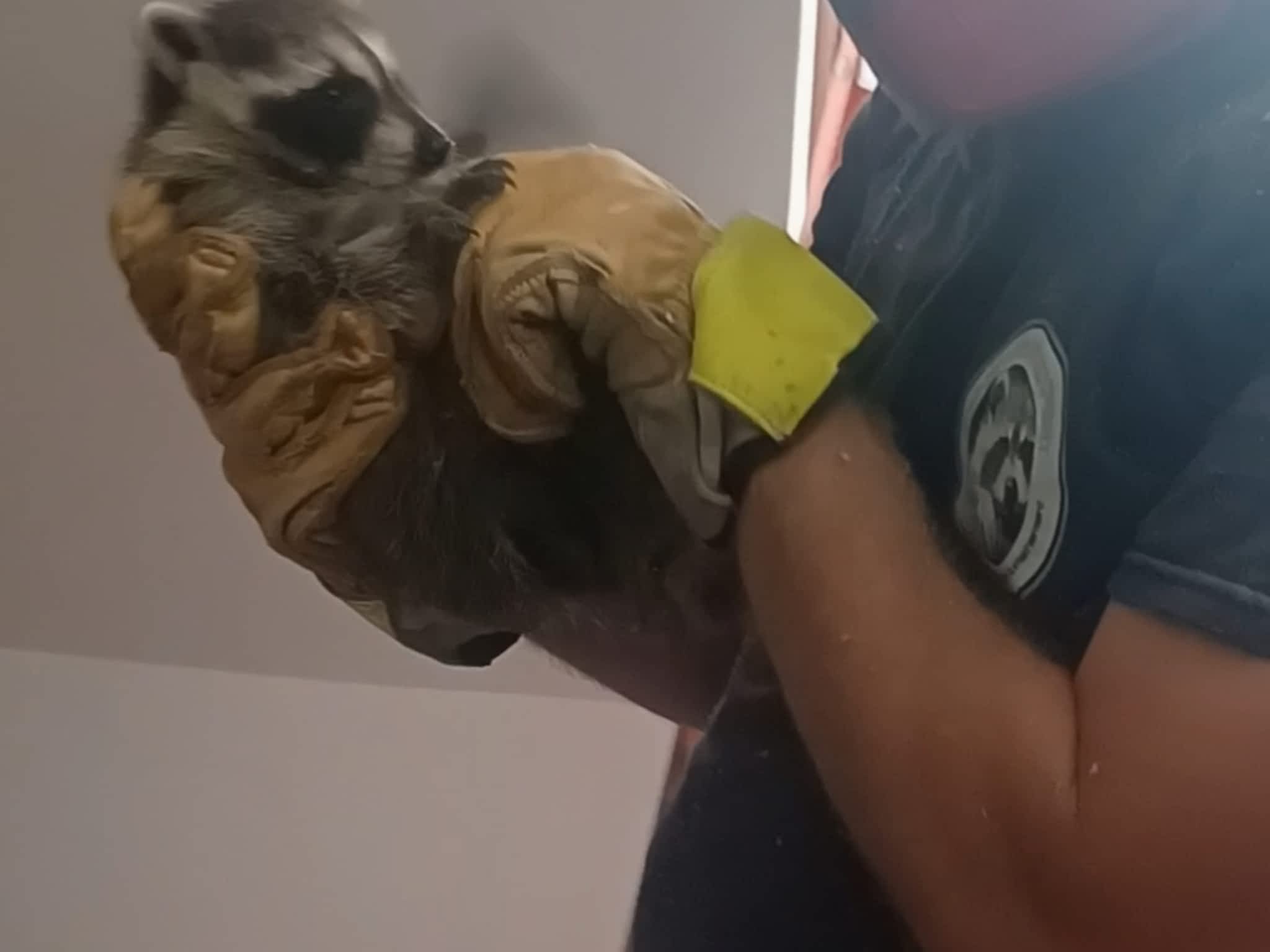 photo Grenier Faune Expert