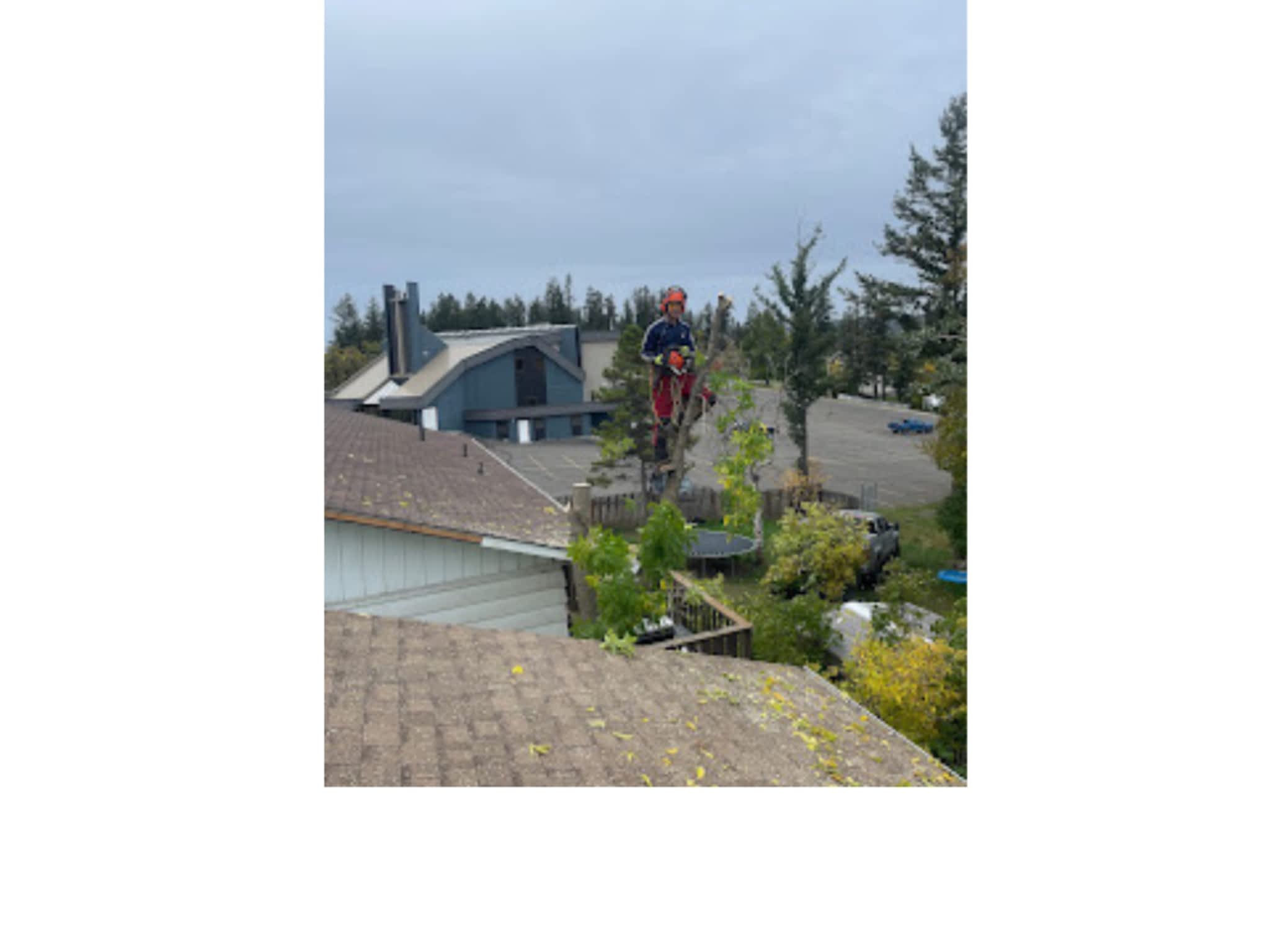 photo Western Arborist Services