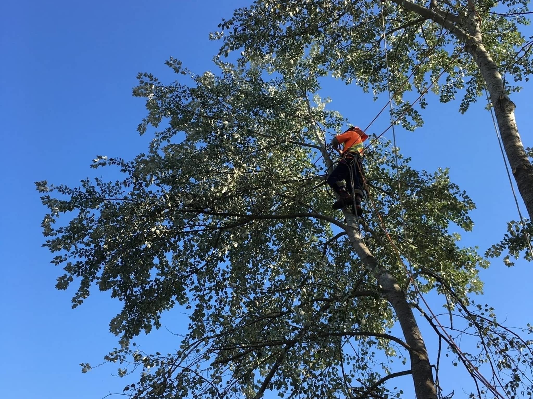 photo Above & Beyond Tree Service