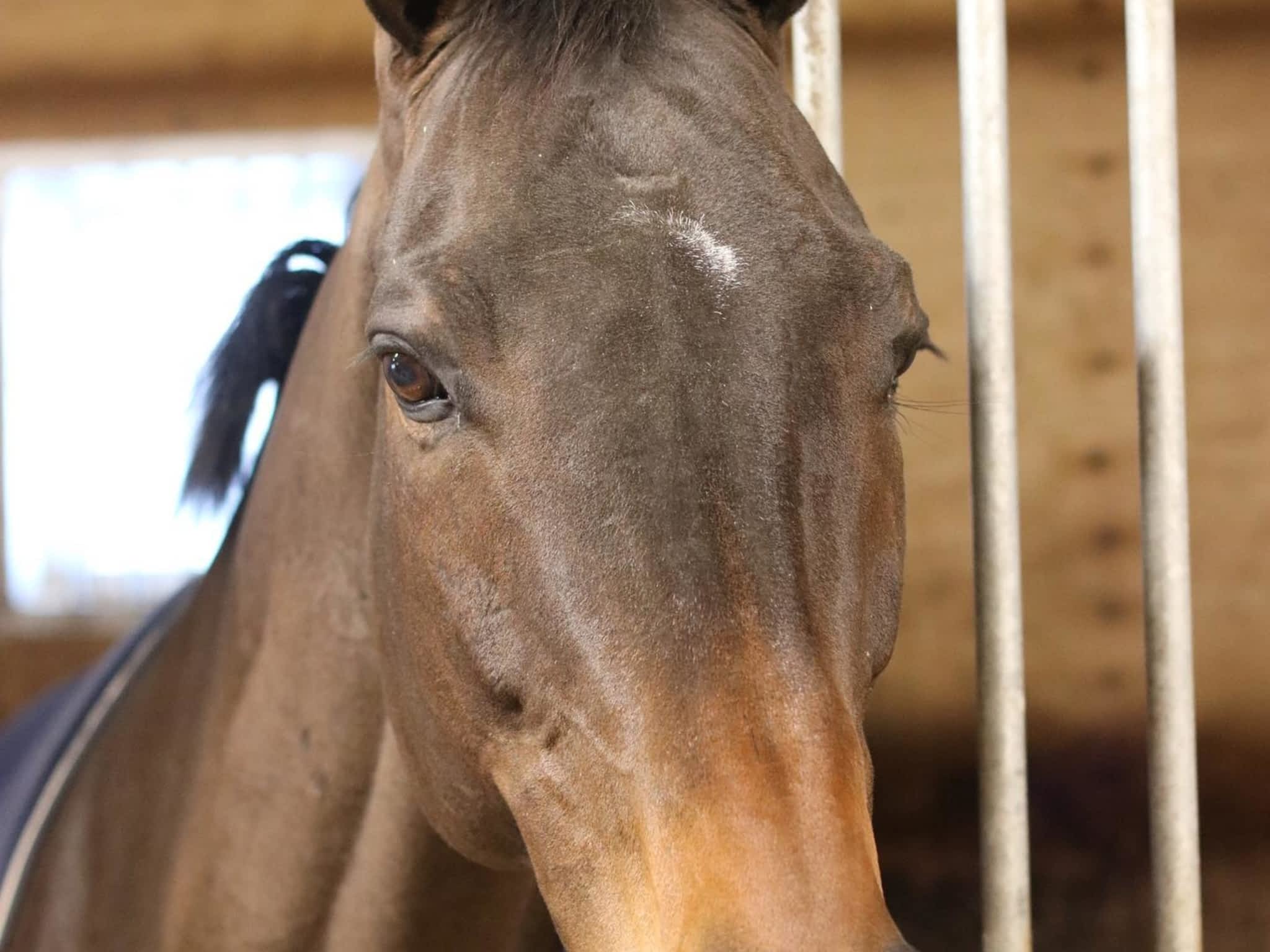 photo Wynbrook Equestrian Centre