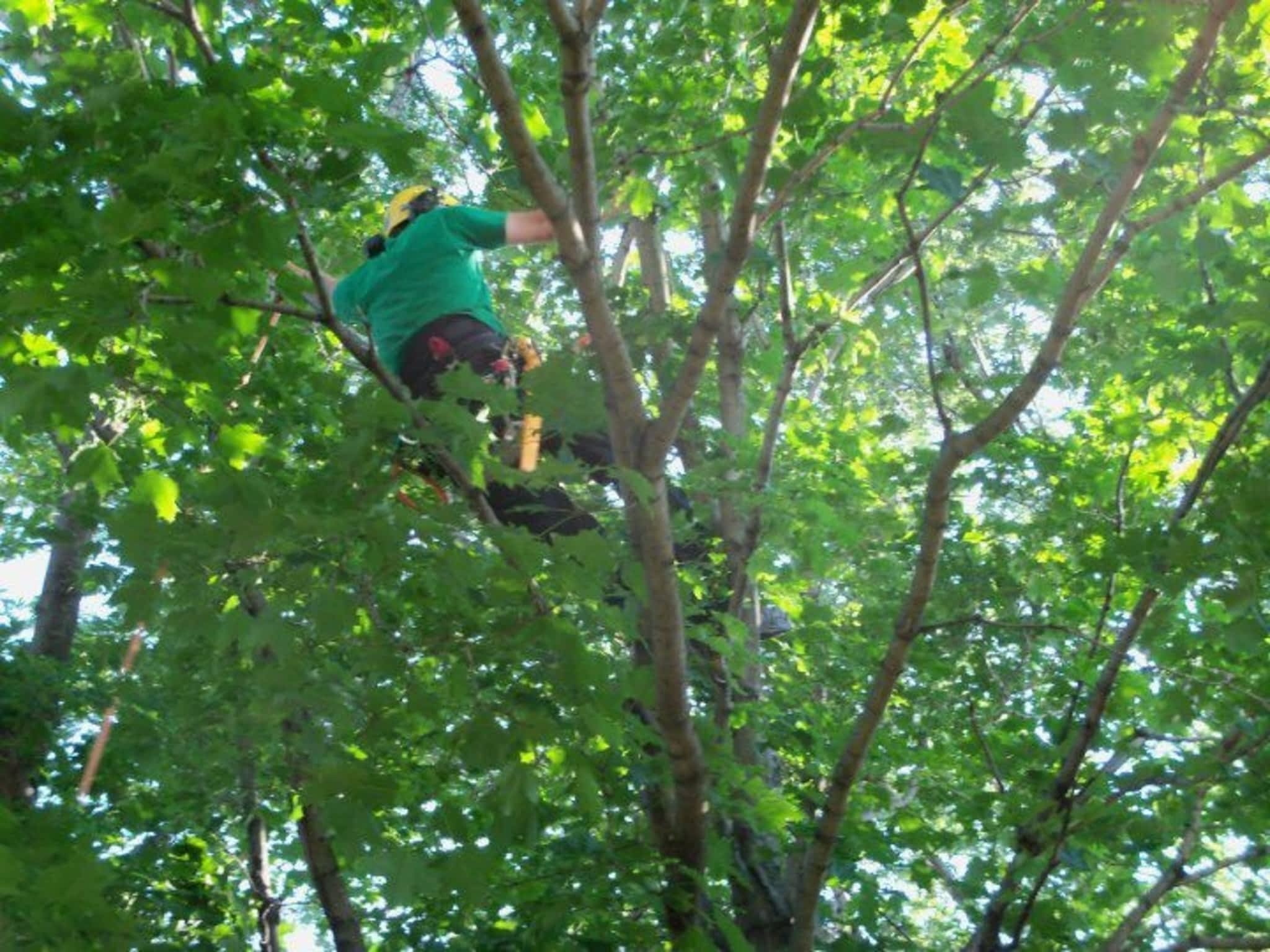 photo Solid Tree Care