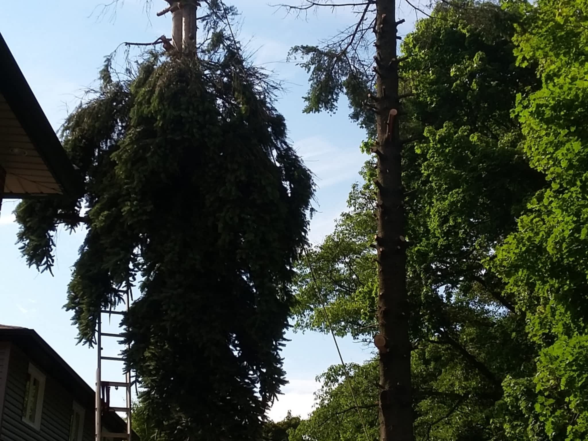 photo Two Guys Tree Services