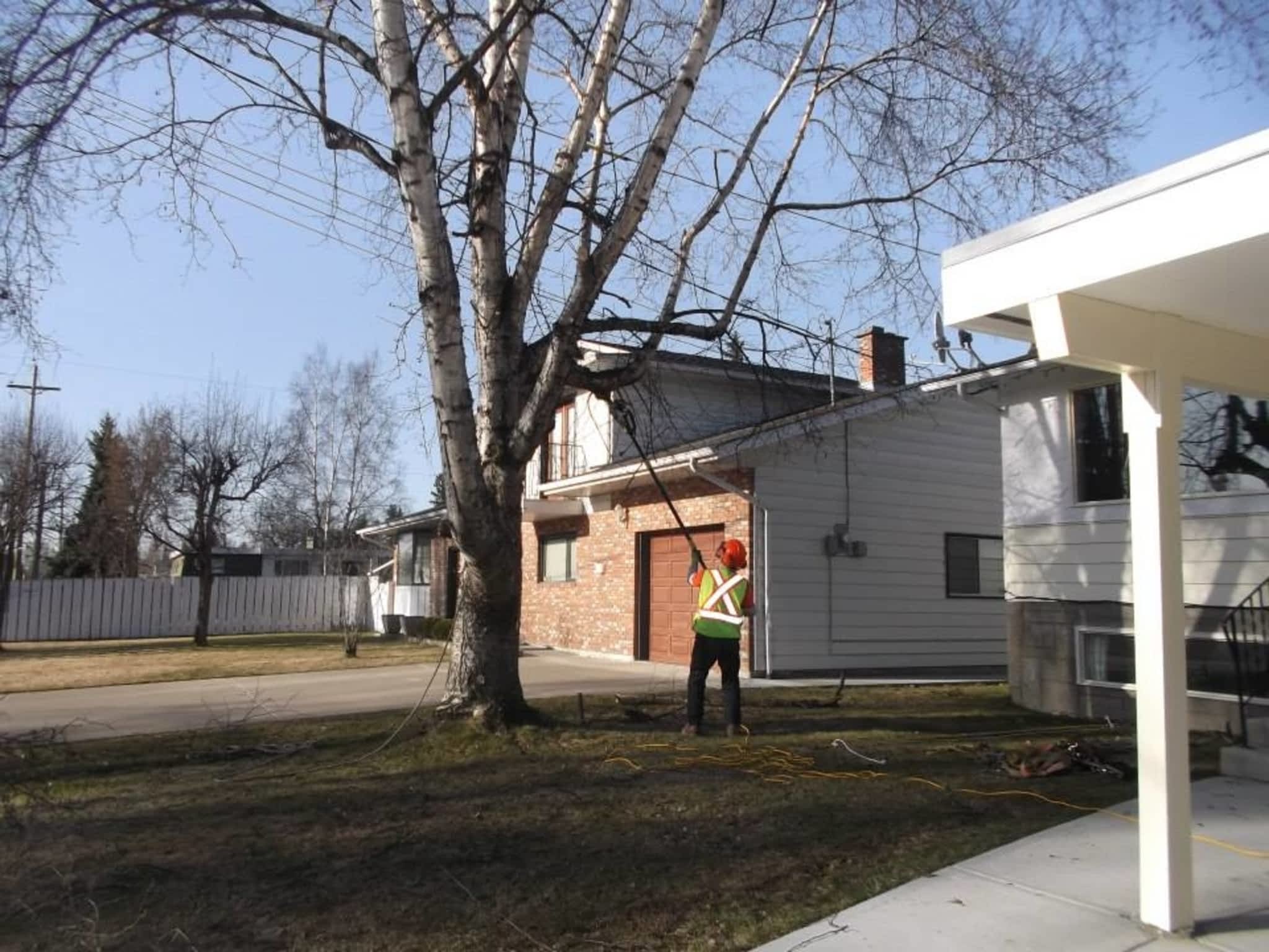 photo Distant Winds Tree Removal