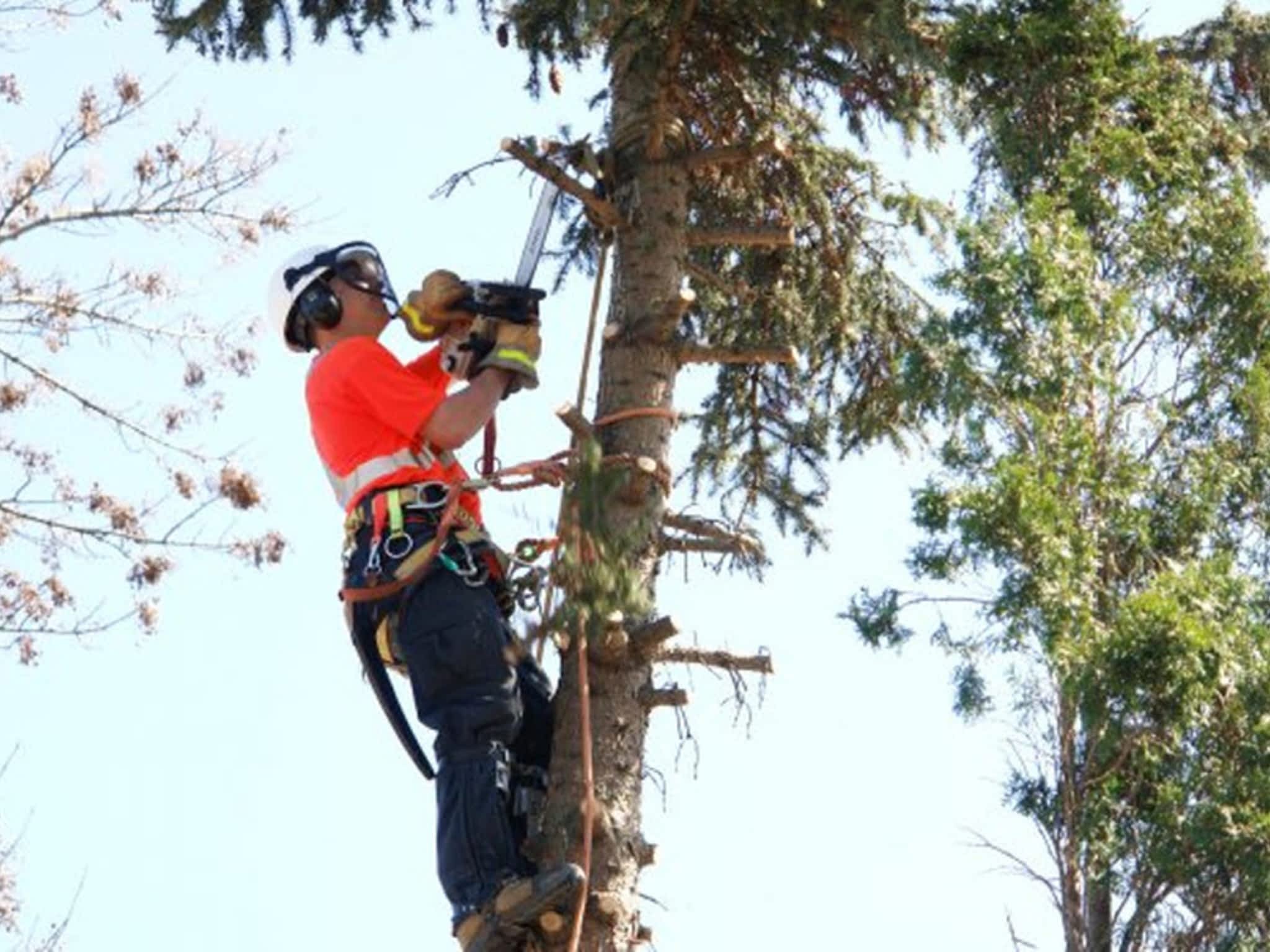 photo Precision Tree Care