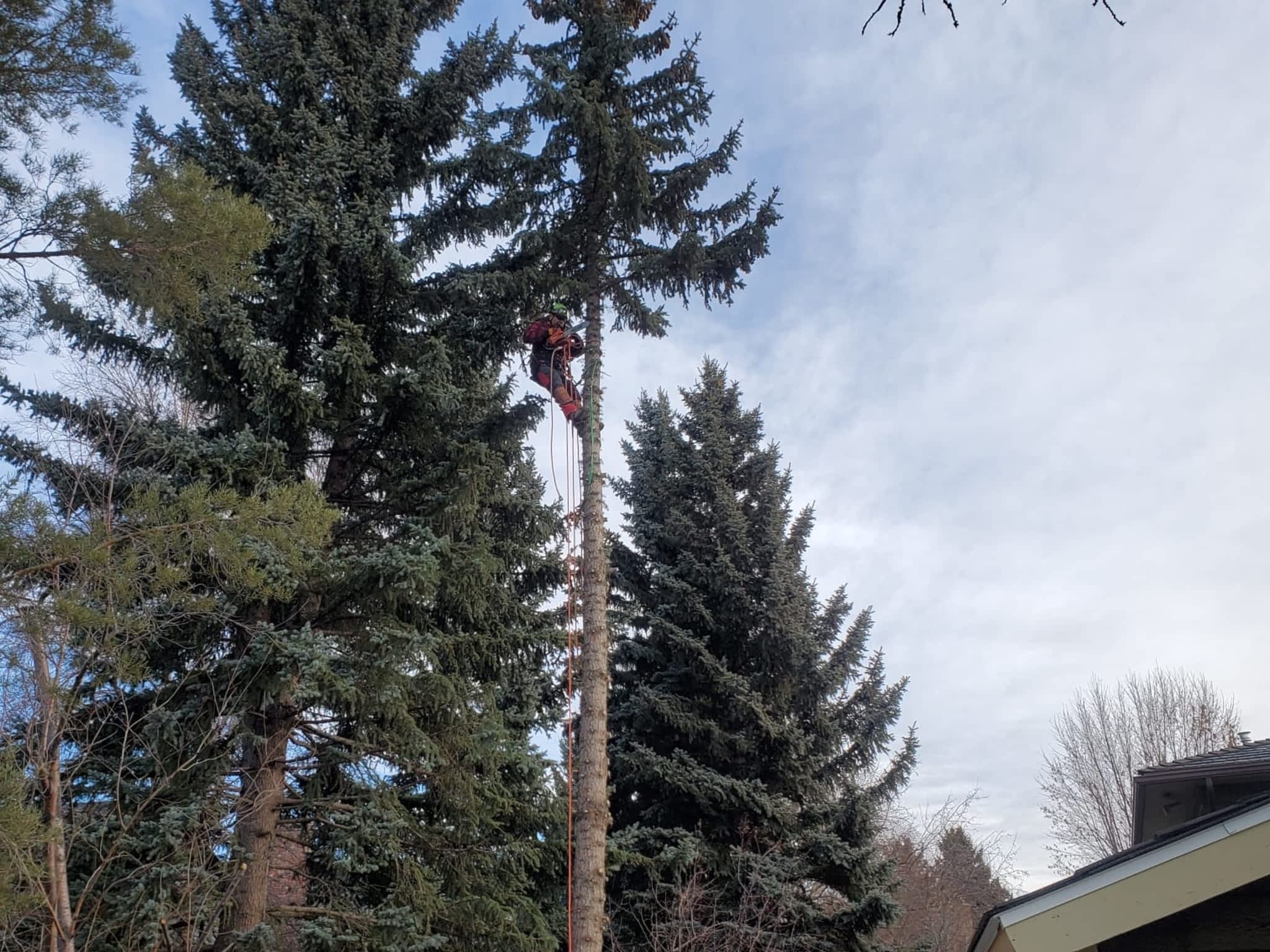 photo Stubborn Stump Grinding and Tree Care