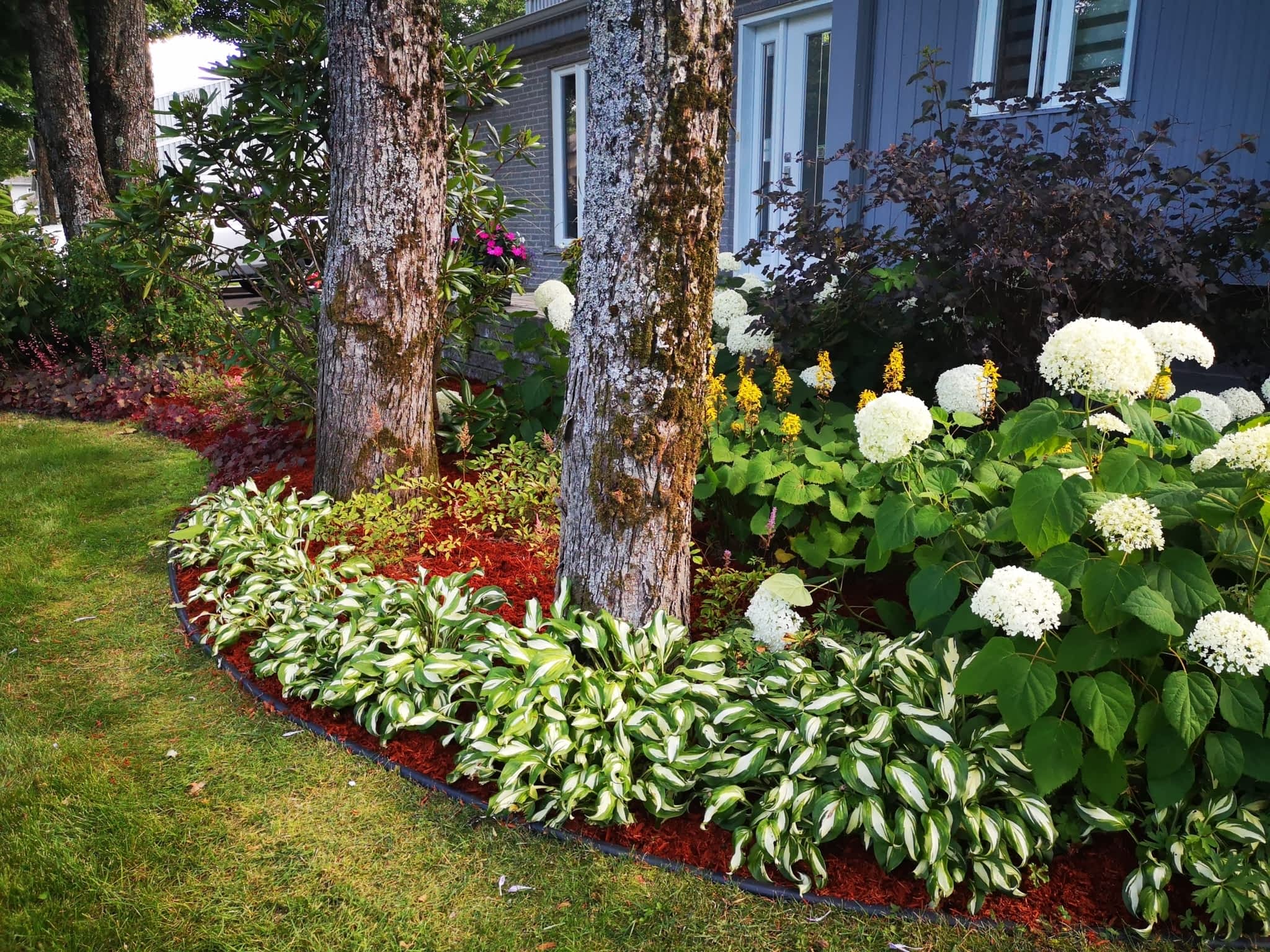 photo L'Effeuilleuse