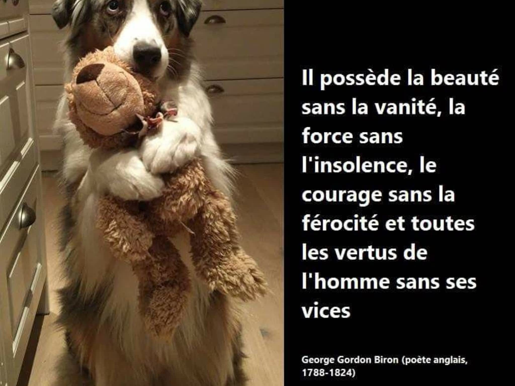 photo Canin Passion